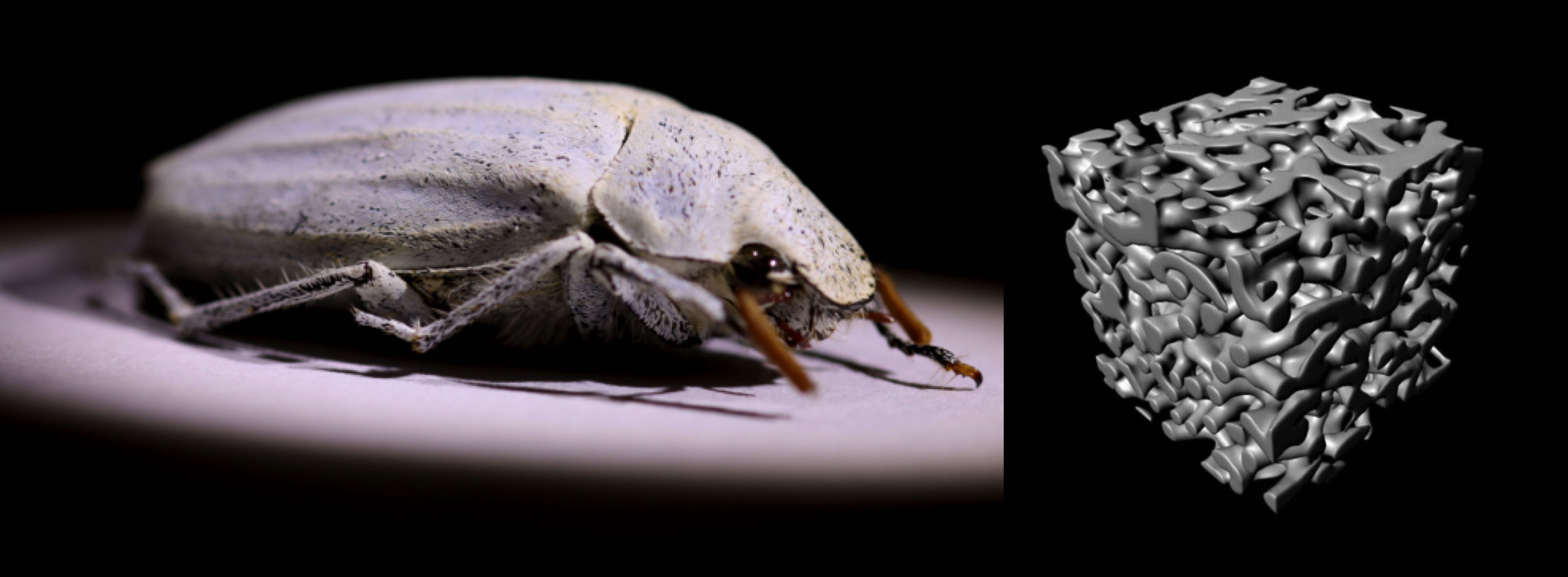 Whiter than White - Beetle inspired ultrawhite