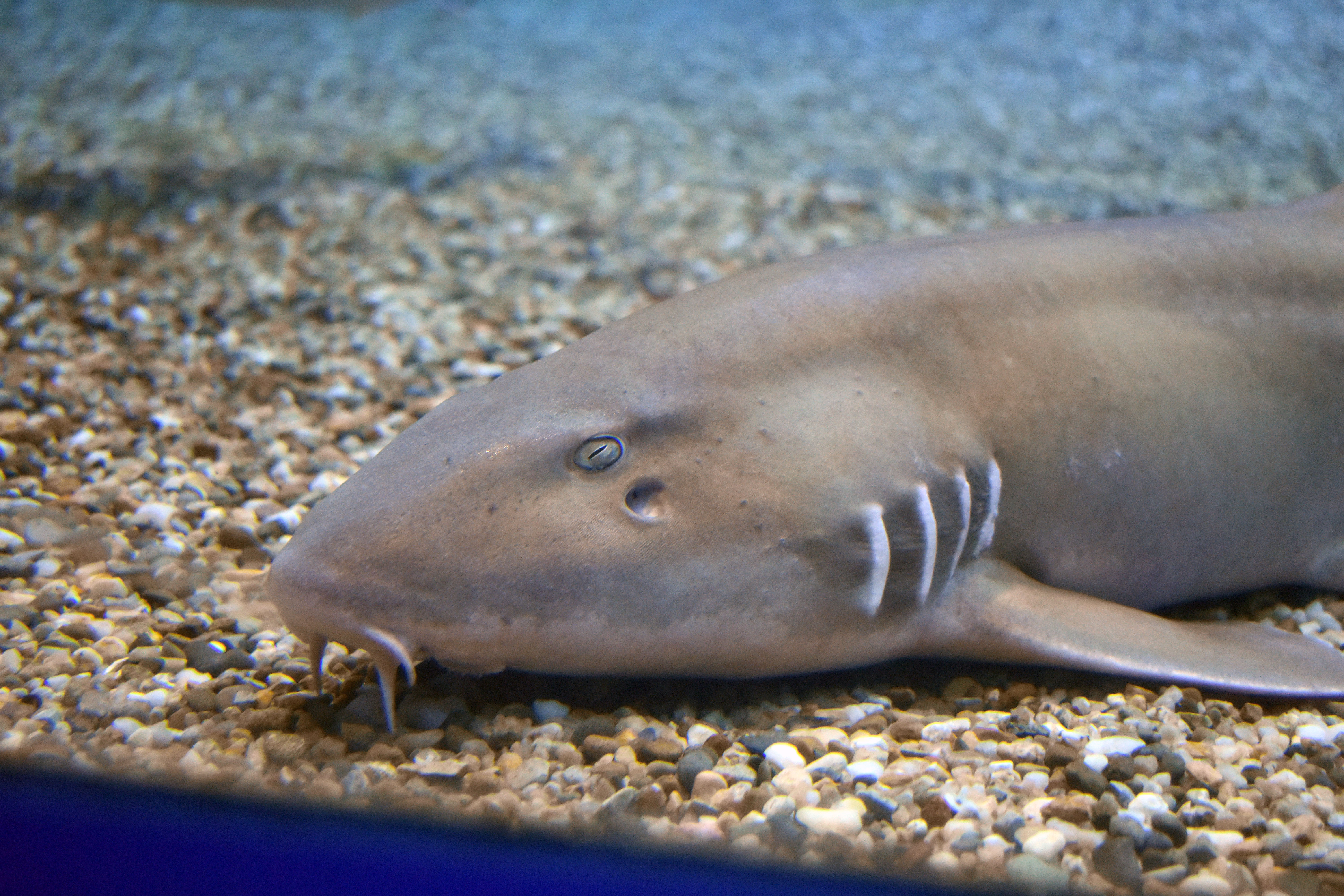 Decoding shark genomes - why did we choose those species?