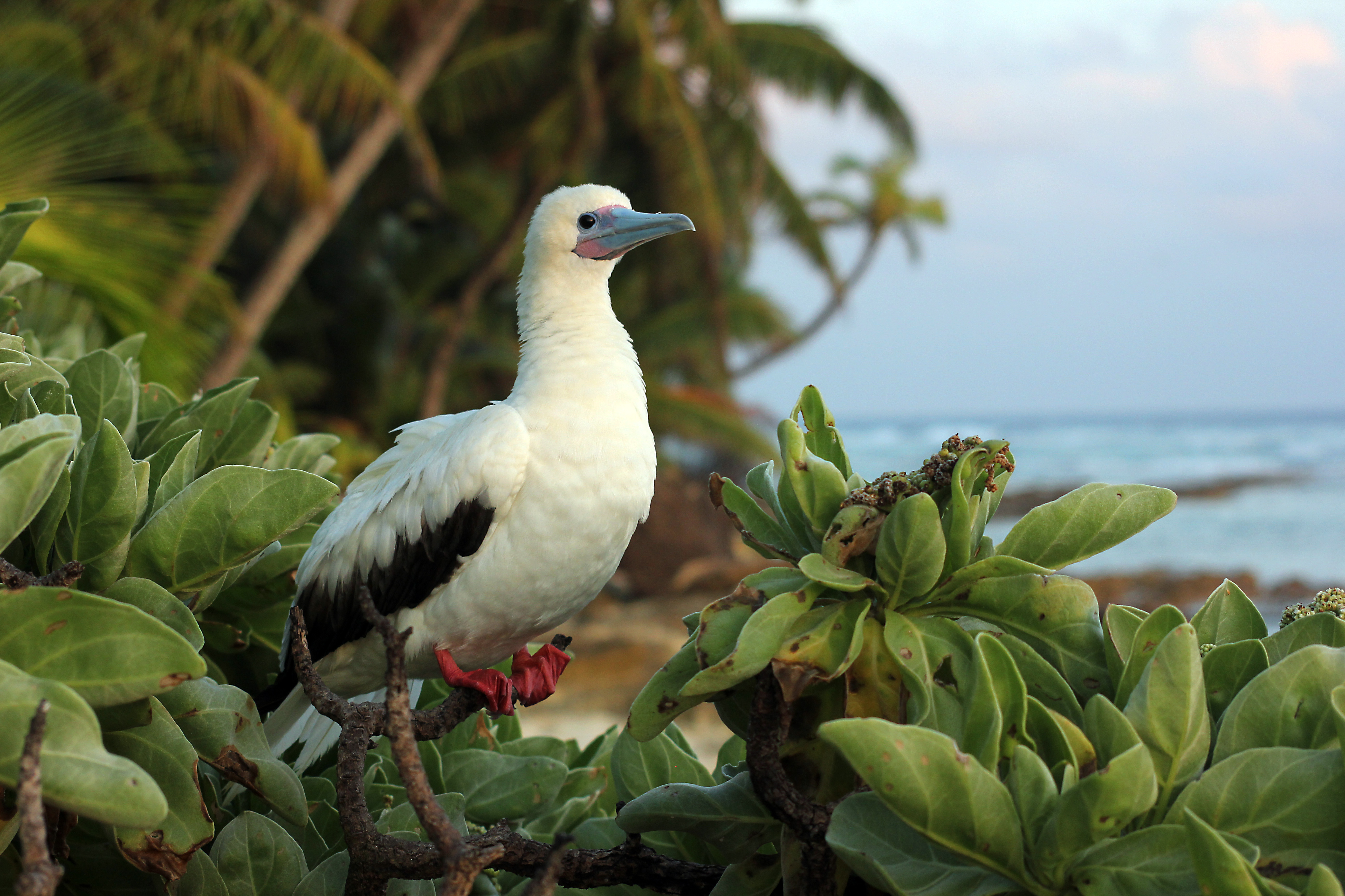 Job: Chagos Conservation Trust Director
