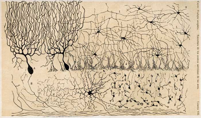 Cajal’s neuroanatomy drawings: a celebration and outreach project through embroidery