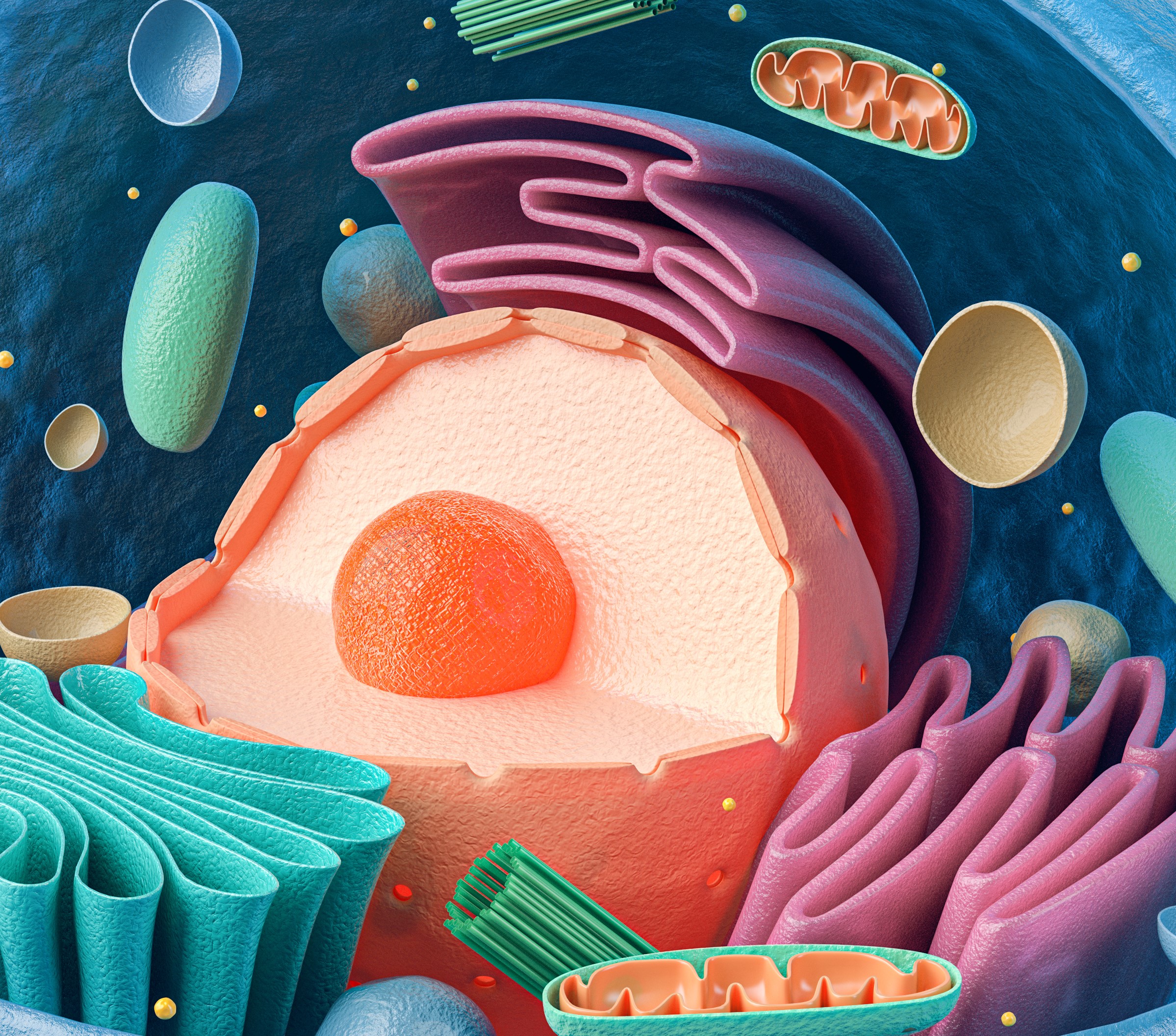 Special Issue on Organelle Homeostasis