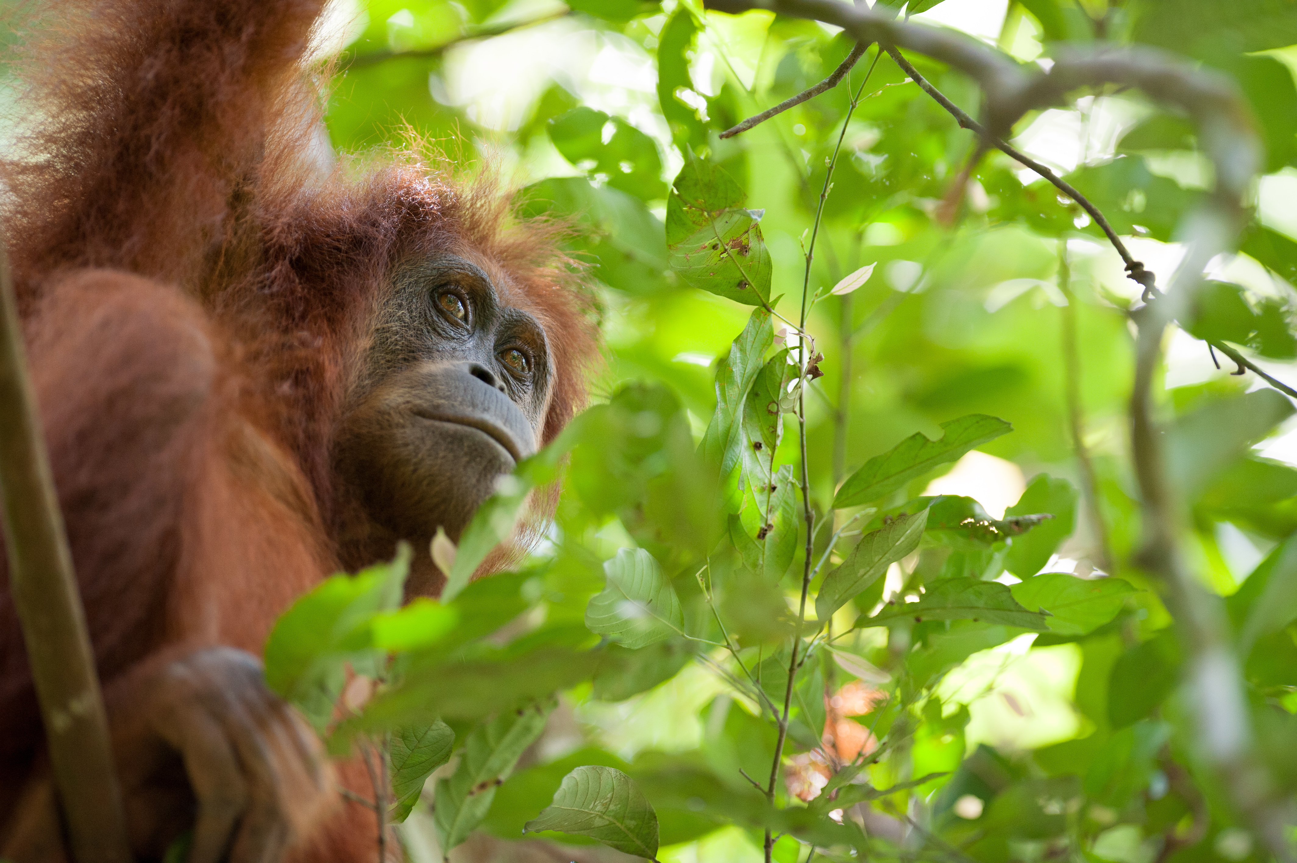 Restore Our Planet Podcast #34 Protecting Sumatran Orangutans: Lucy Radford