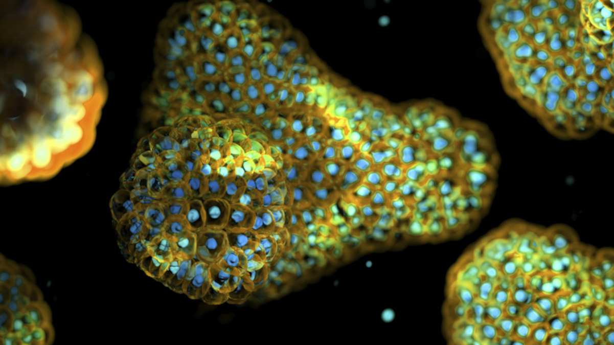 Call for papers: Patient-derived organoids and xenografts Collection
