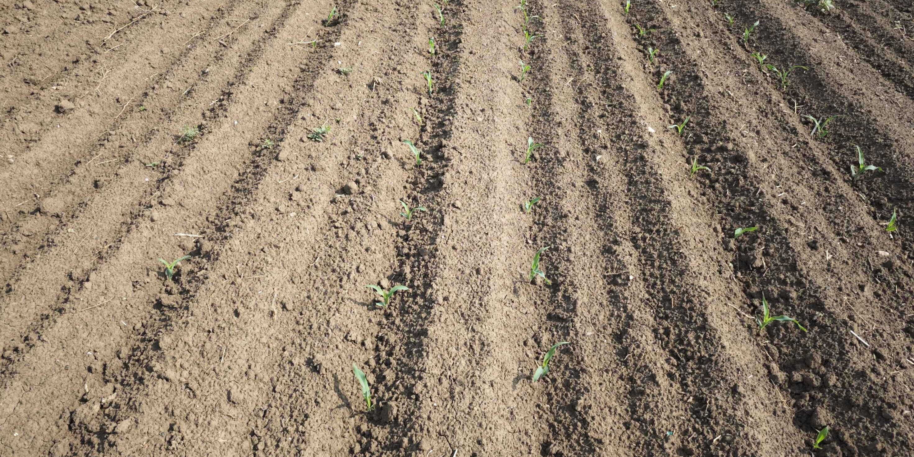 Let's cover the soil