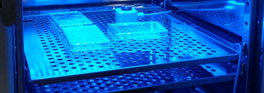 Optoribogenetic control of regulatory RNA molecules