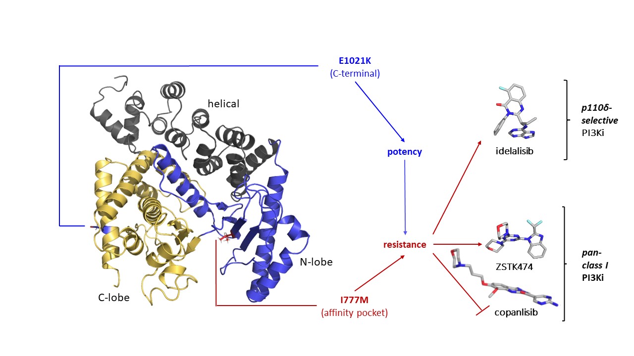 Approaches to the molecular pharmacology of PI3Kδ