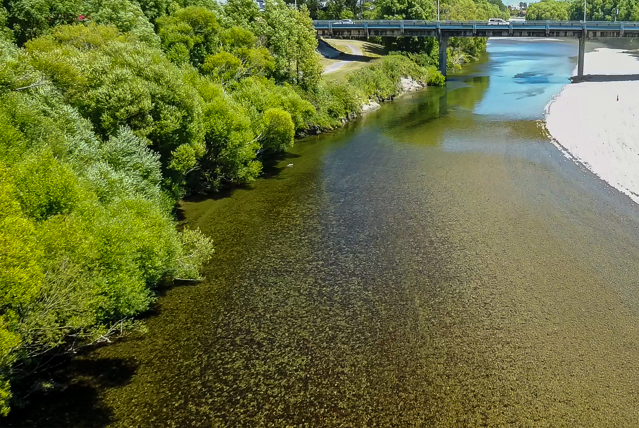 Strategies for successful cyanobacterial proliferation in freshwater