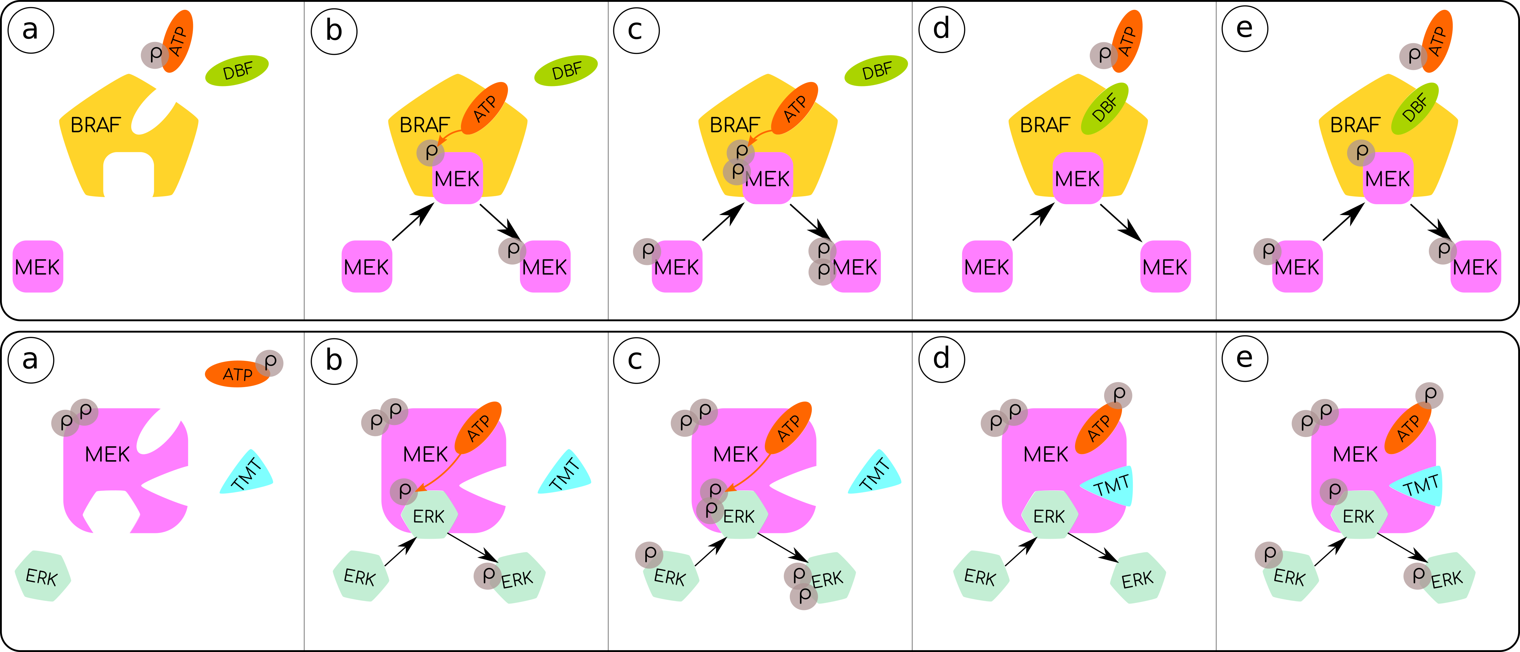 Quantifying ERK-activity in response to inhibition of the BRAFV600E-MEK-ERK cascade using mathematical modelling