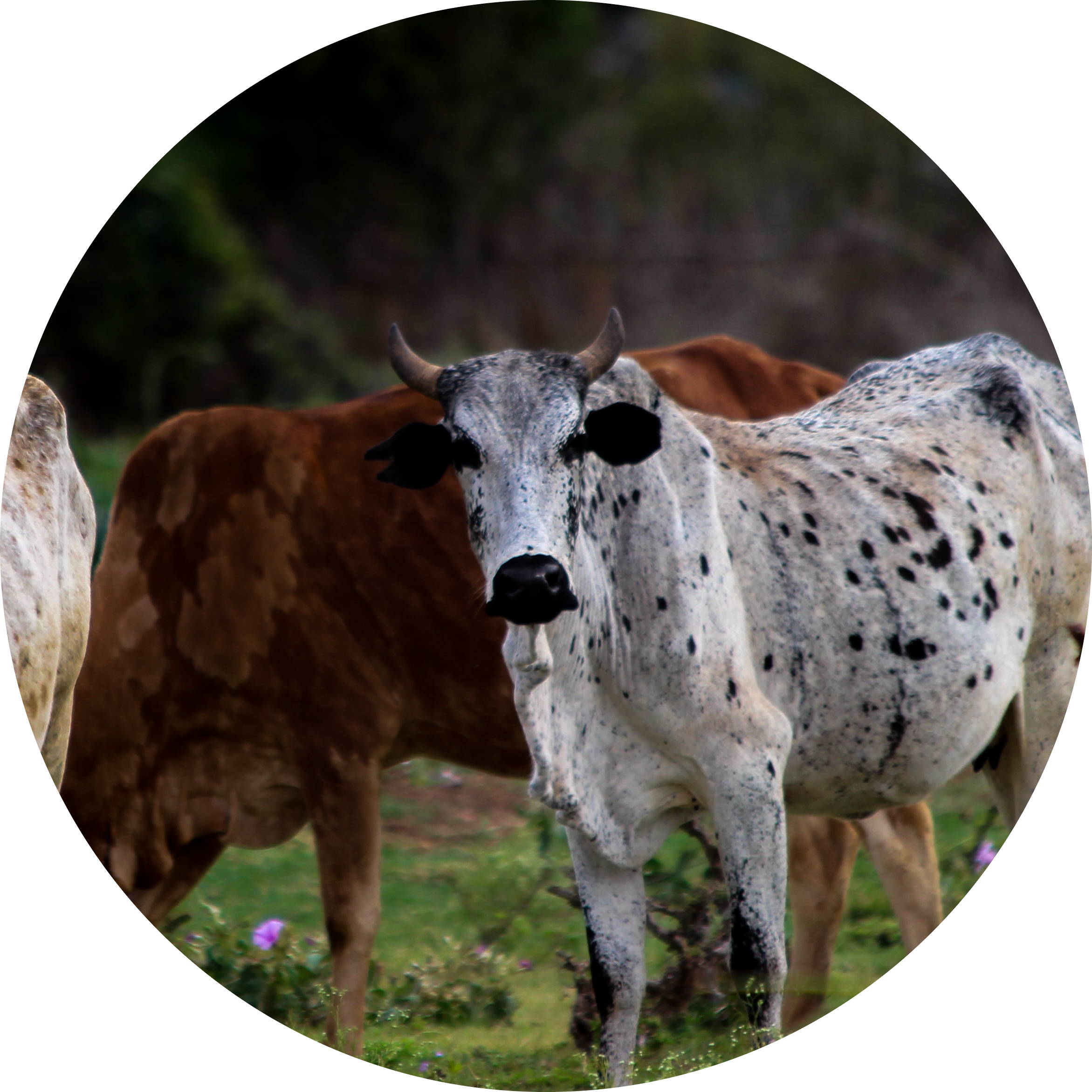 Go to the profile of Olivier Hanotte