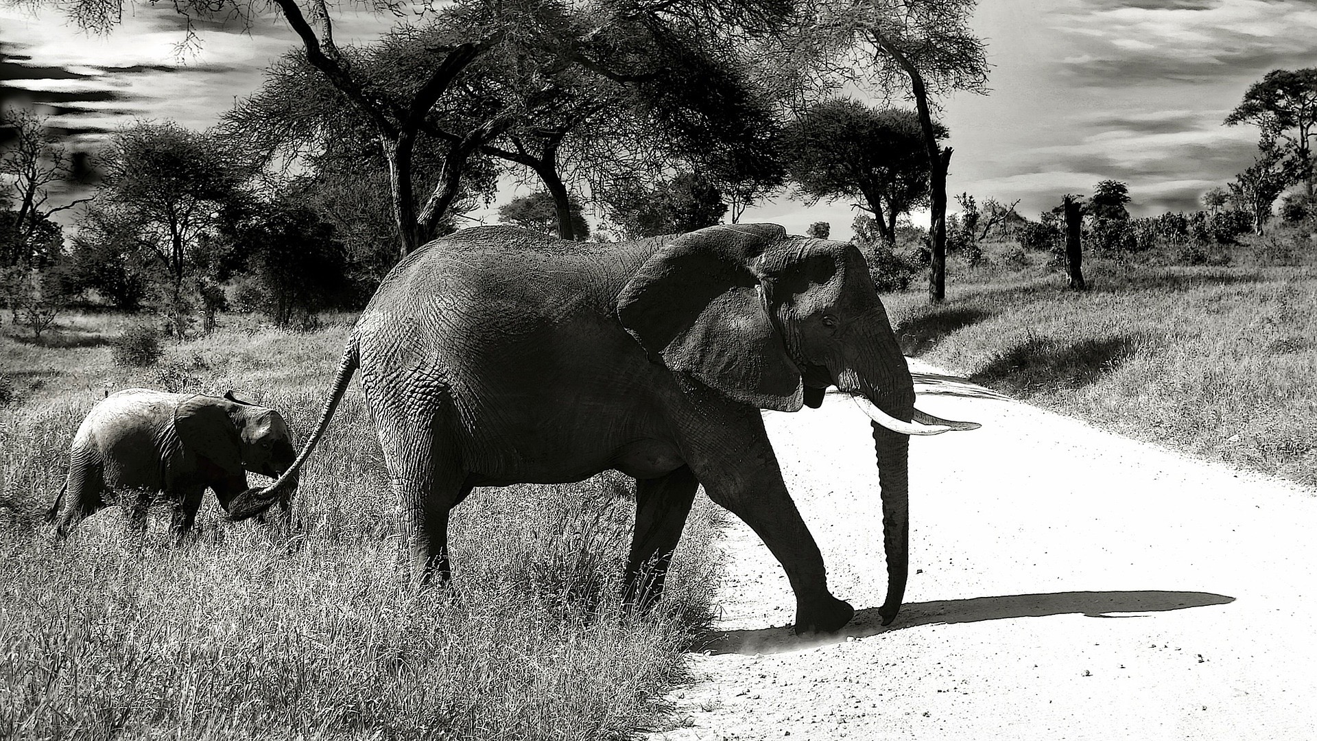 How did elephants evolve such a large brain? Climate change is part of the answer.