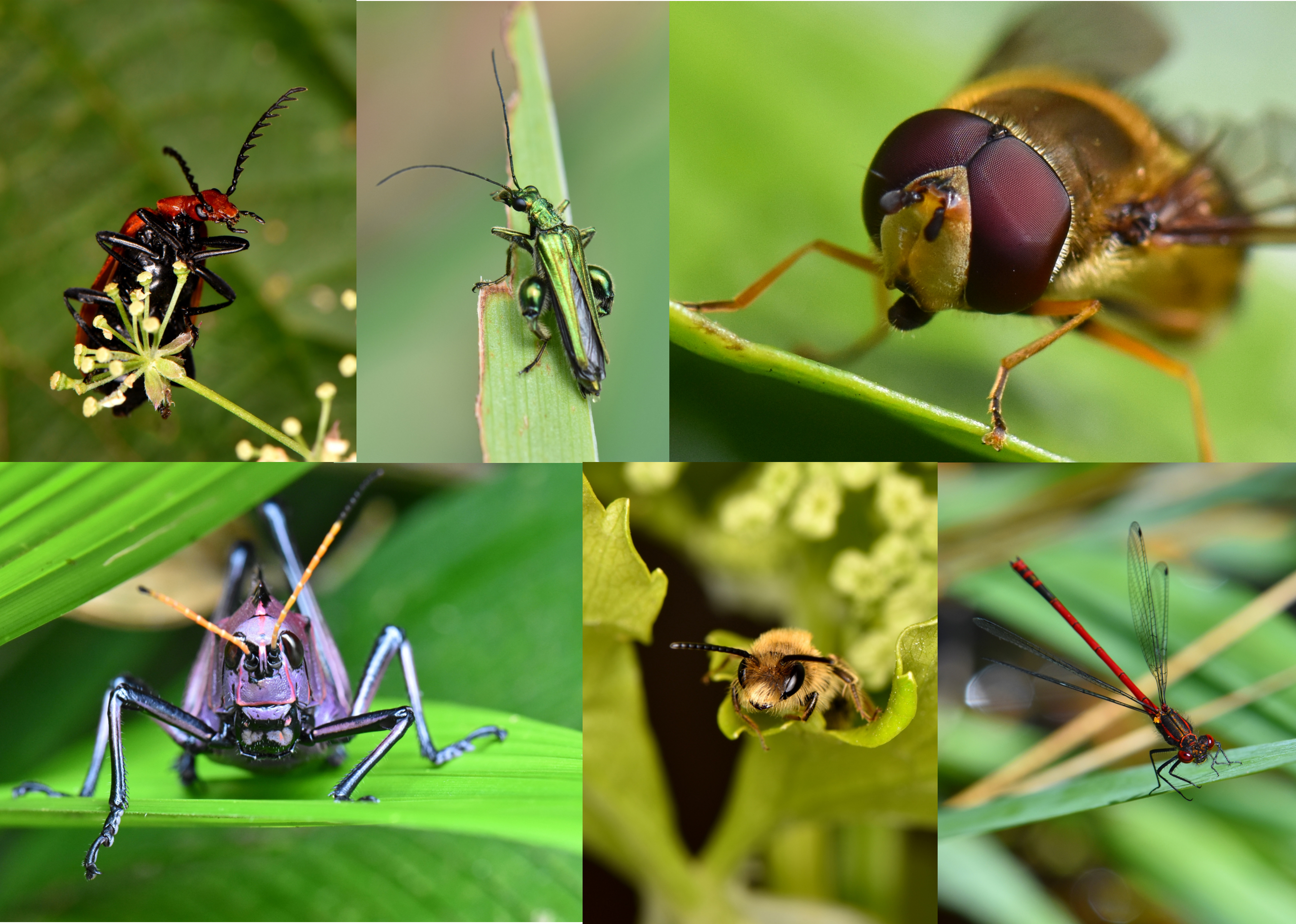 Insects struggle to adjust to extreme temperatures