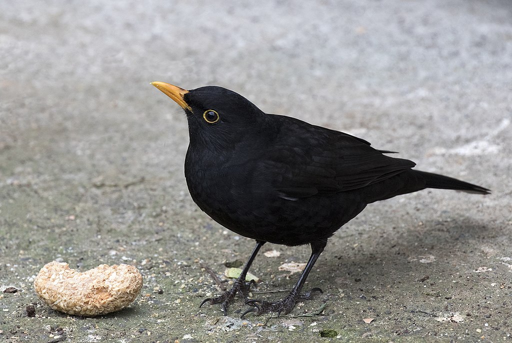 Bird Diversity and Mosquito-Borne Viruses - A bird’s eye view of a growing concern. 