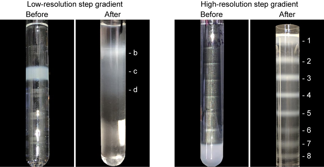 Isolation of mitochondria-derived mitovesicles and subpopulations of microvesicles and exosomes from brain tissues