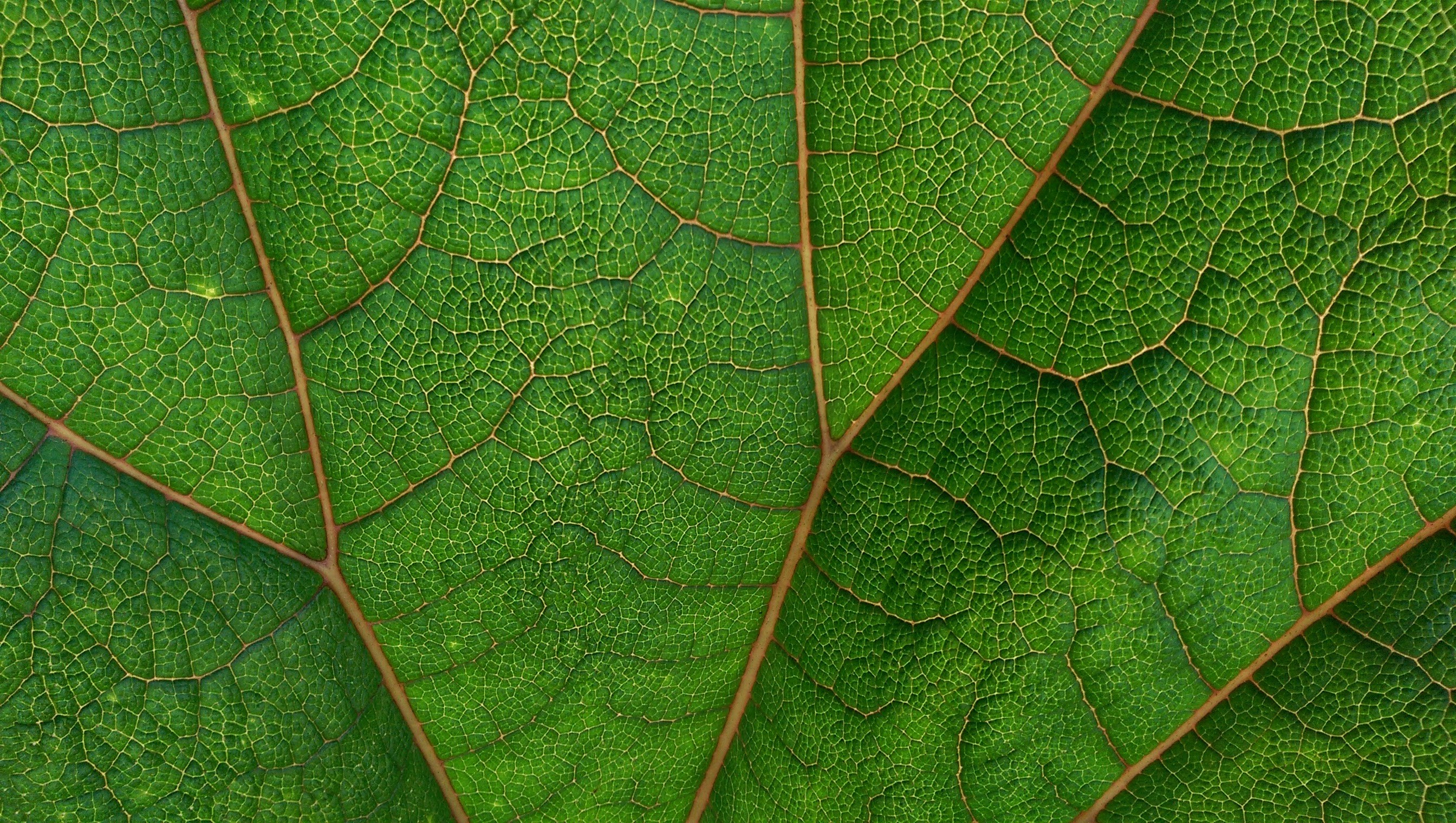 Event 17 May: Preventing Tropical Deforestation