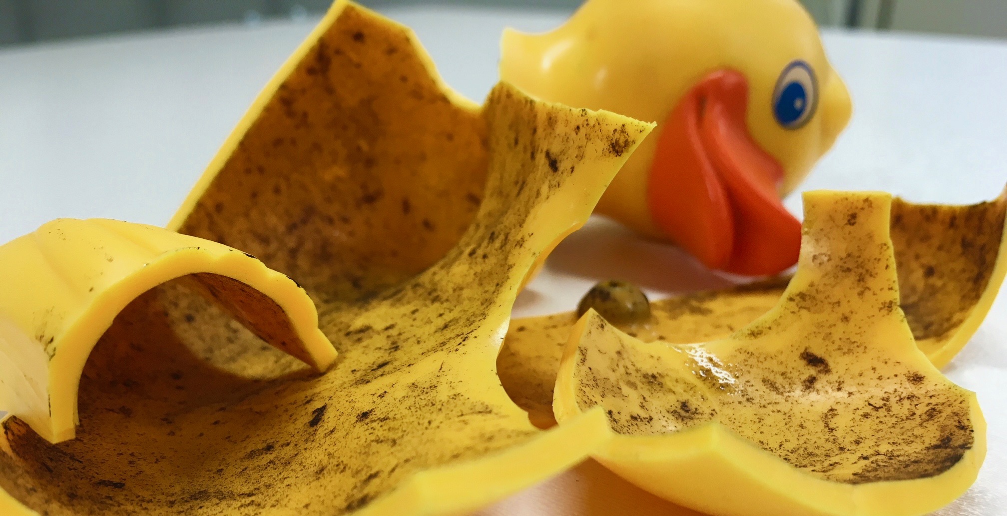 About ducks, pipes and microbiomes