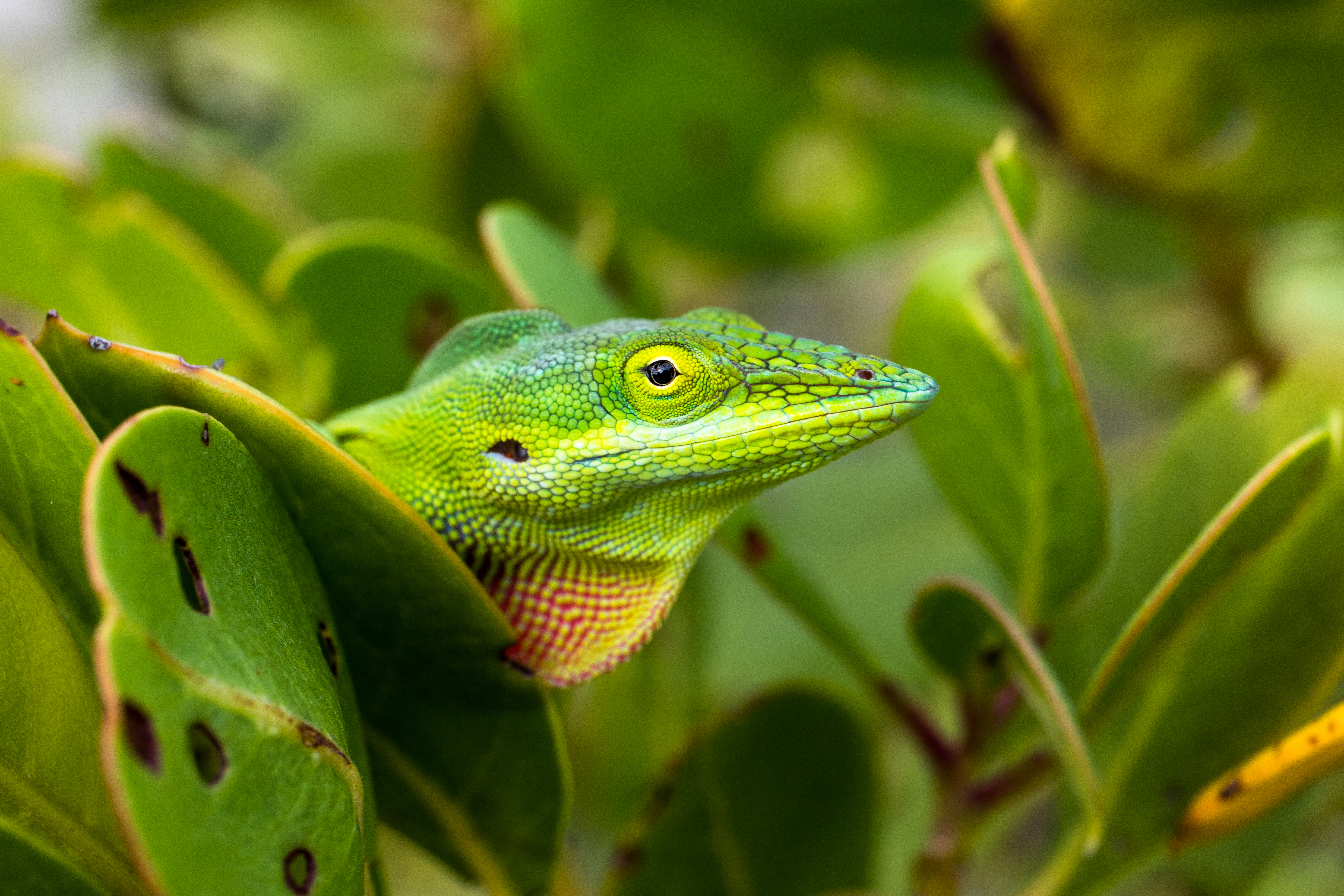 Species coexistence in landscapes of fear