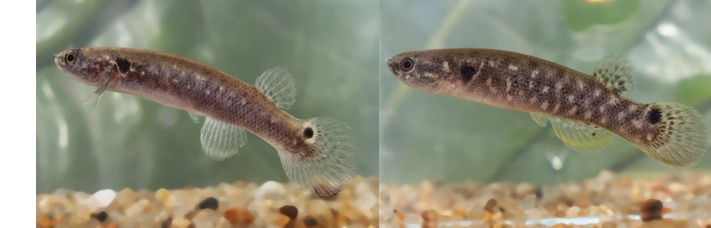 So similar yet so different: a tale of two fishes