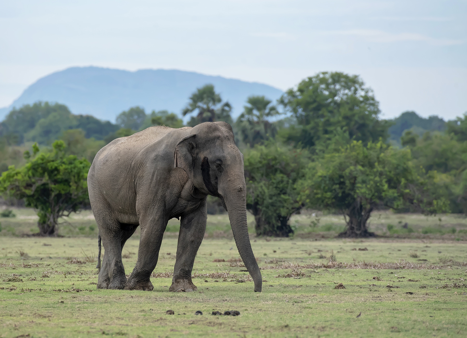 Shared fate: Genomes of megafauna survivors mirror the history of their extinct counterparts