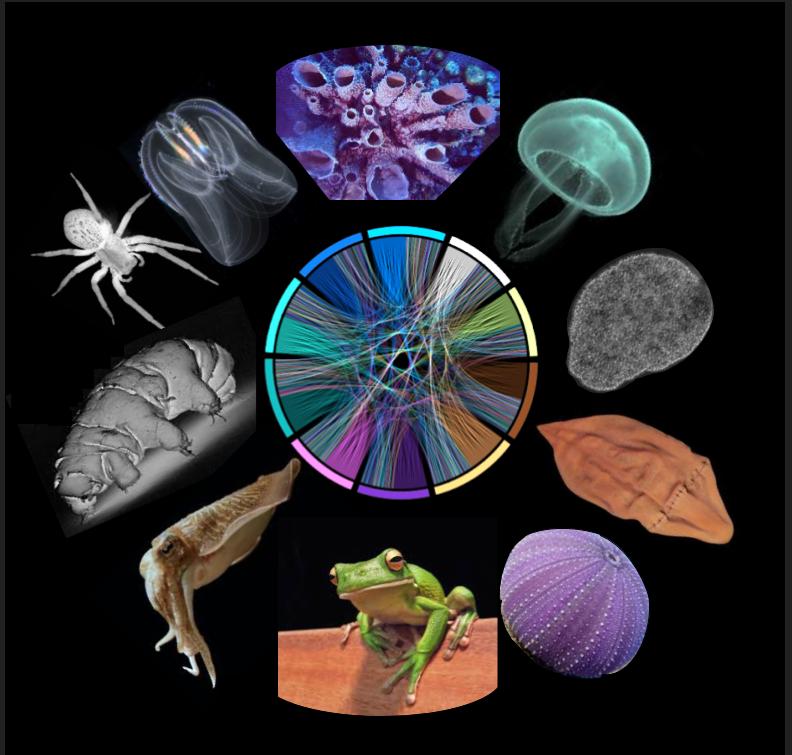 How to be an animal: understanding how genes evolved across the Animal Tree of Life - by Rosa Fernández & Toni Gabaldón