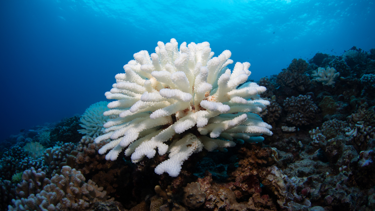 Call for papers: Coral Biology Under Climate Stress 