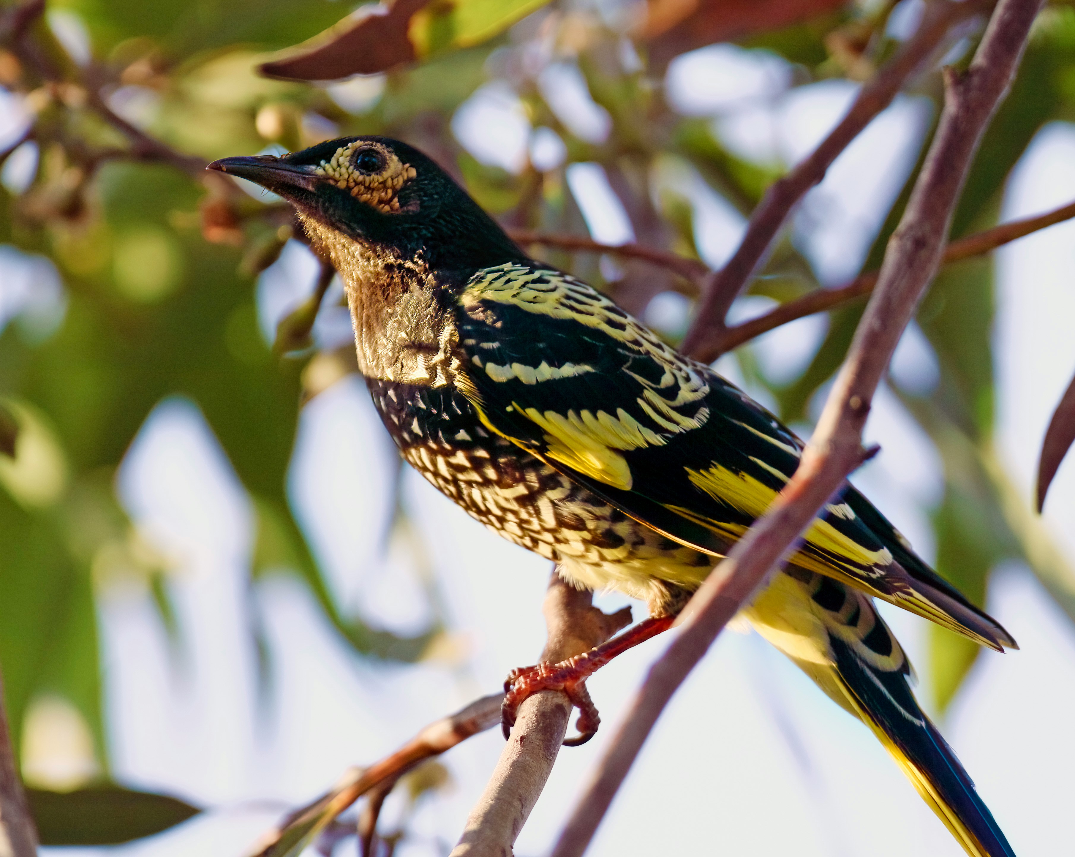 Wildlife medicine with Dr Chantal Whitten 