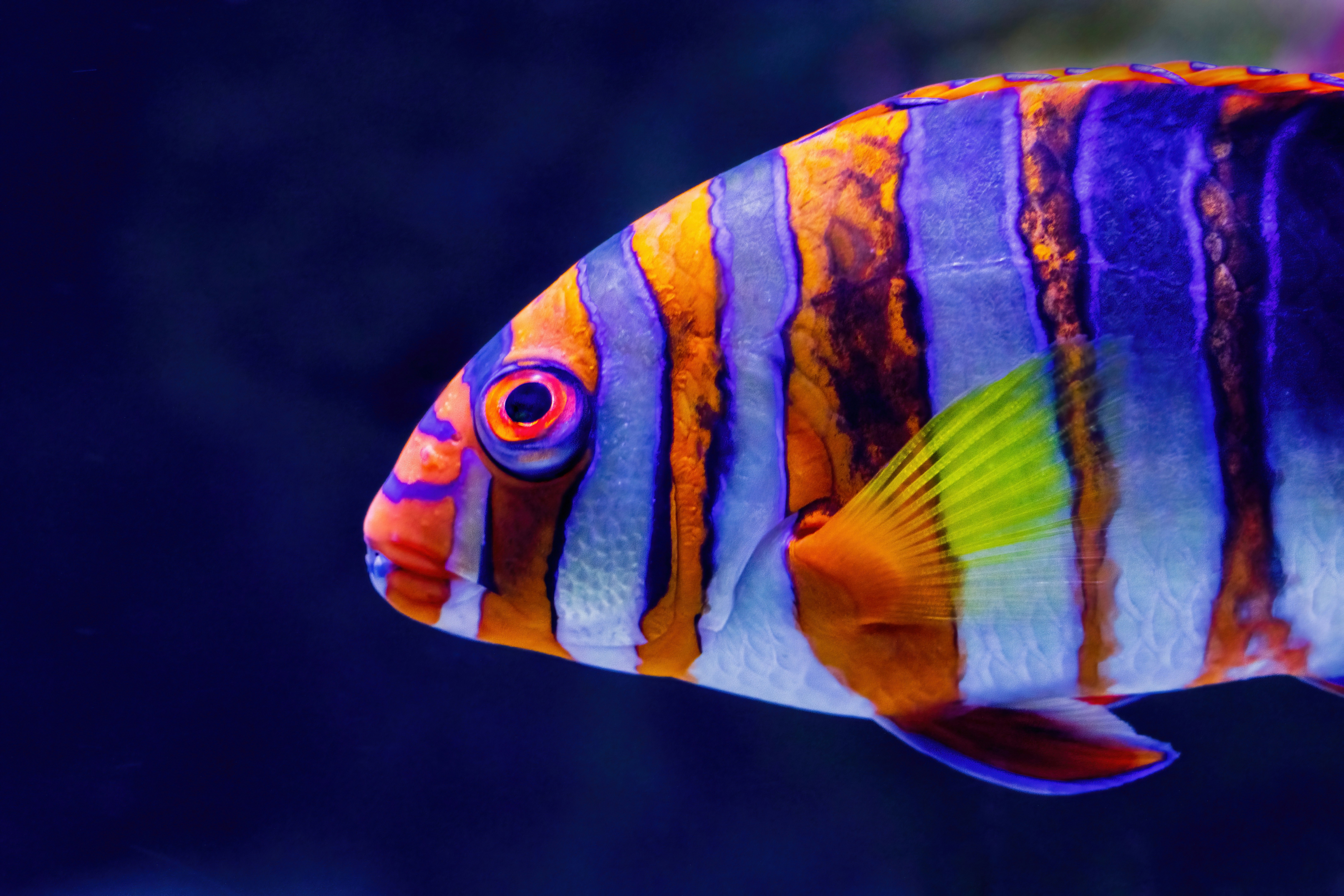 3 Key skills for wildlife conservation