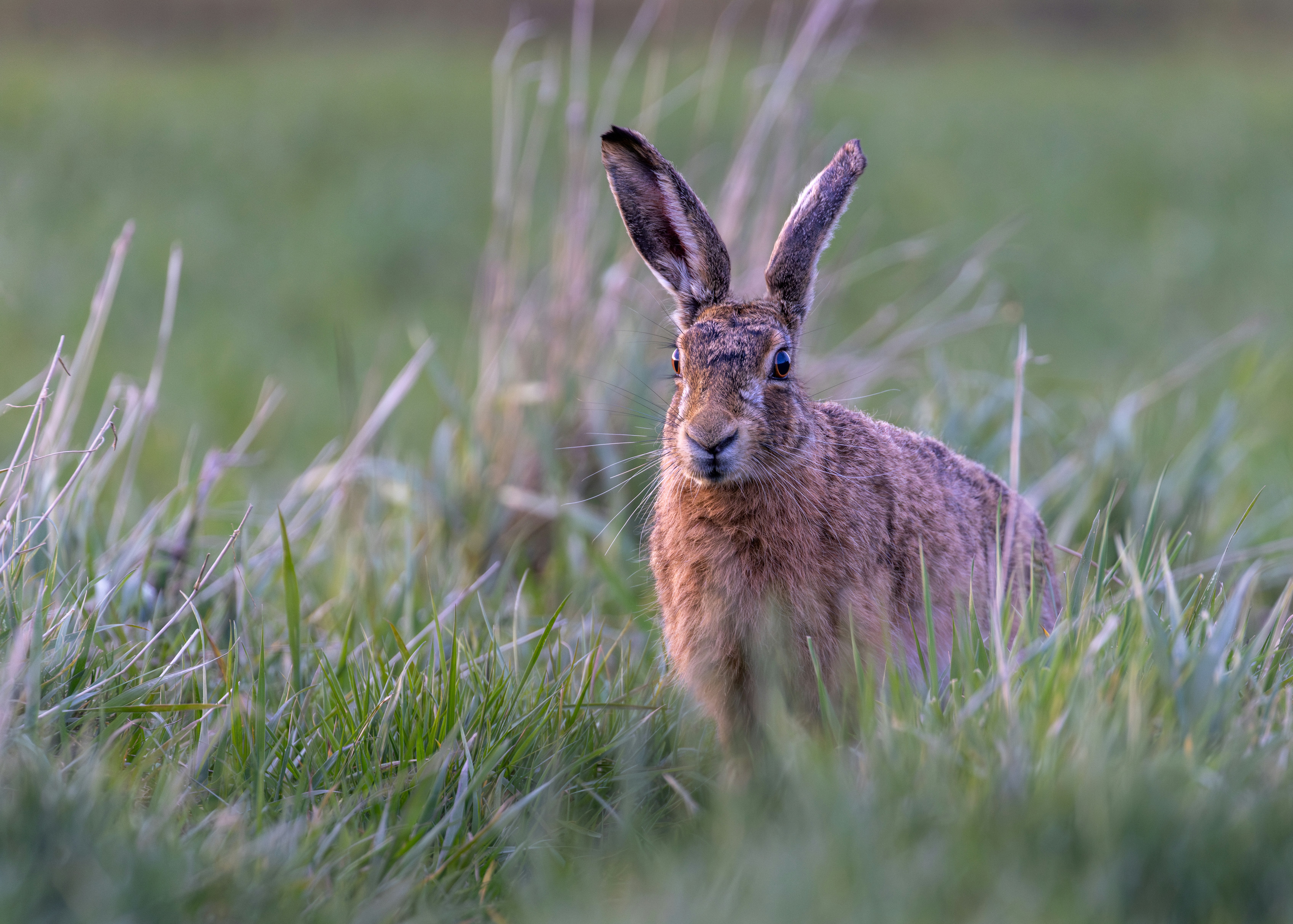 The UK's Next Banknotes Will Celebrate Wildlife — Have Your Say