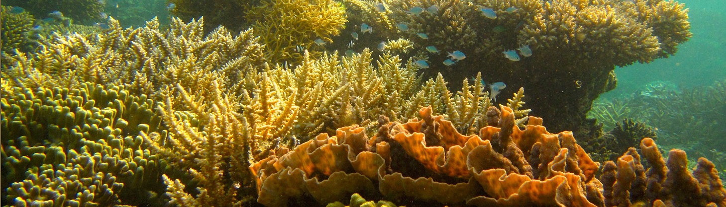 World Oceans Day