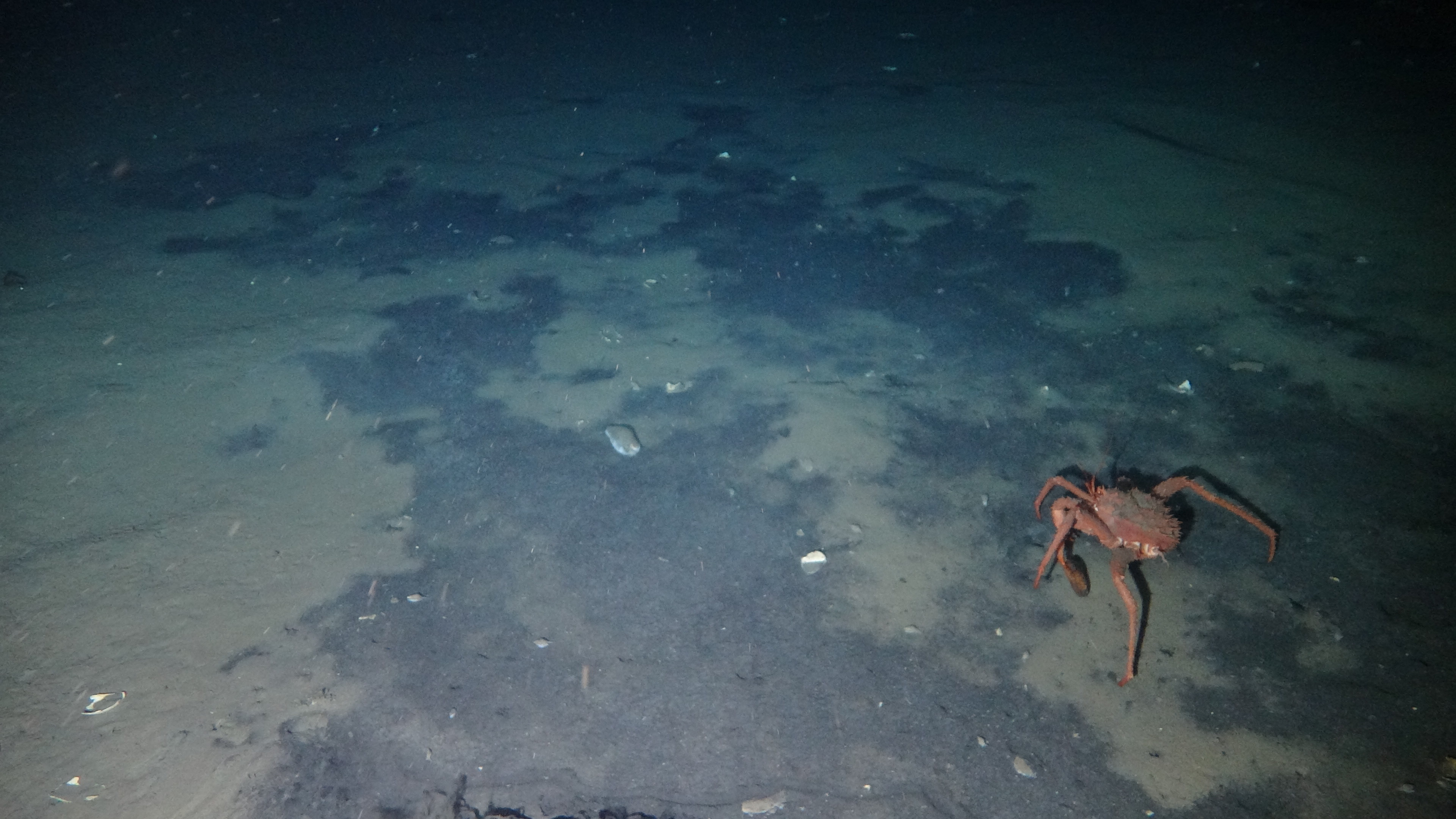 Decoding the genome of a cold seep Aplacophoran mollusc Chaetoderma sp.