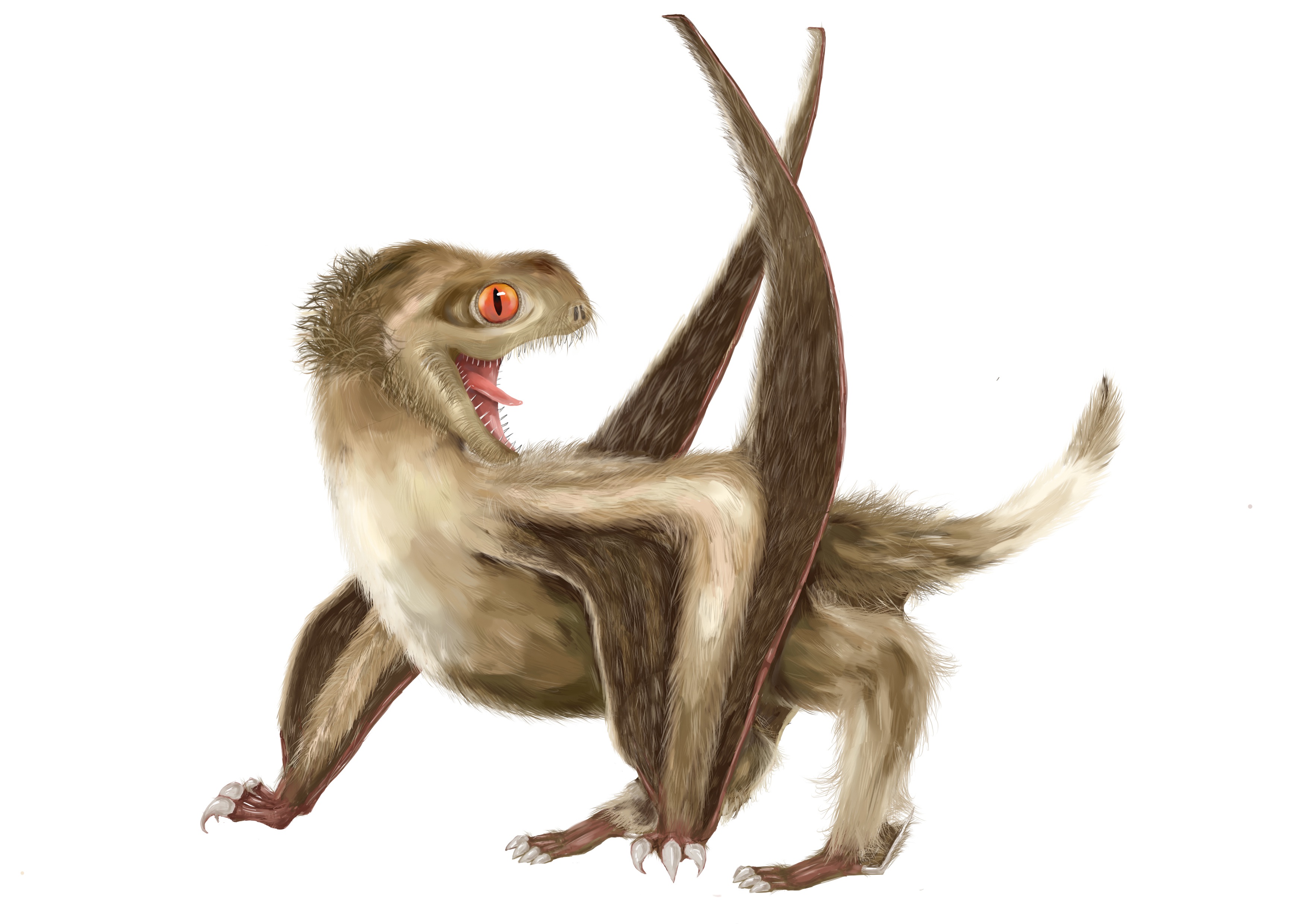 Pterosaurs had feathers
