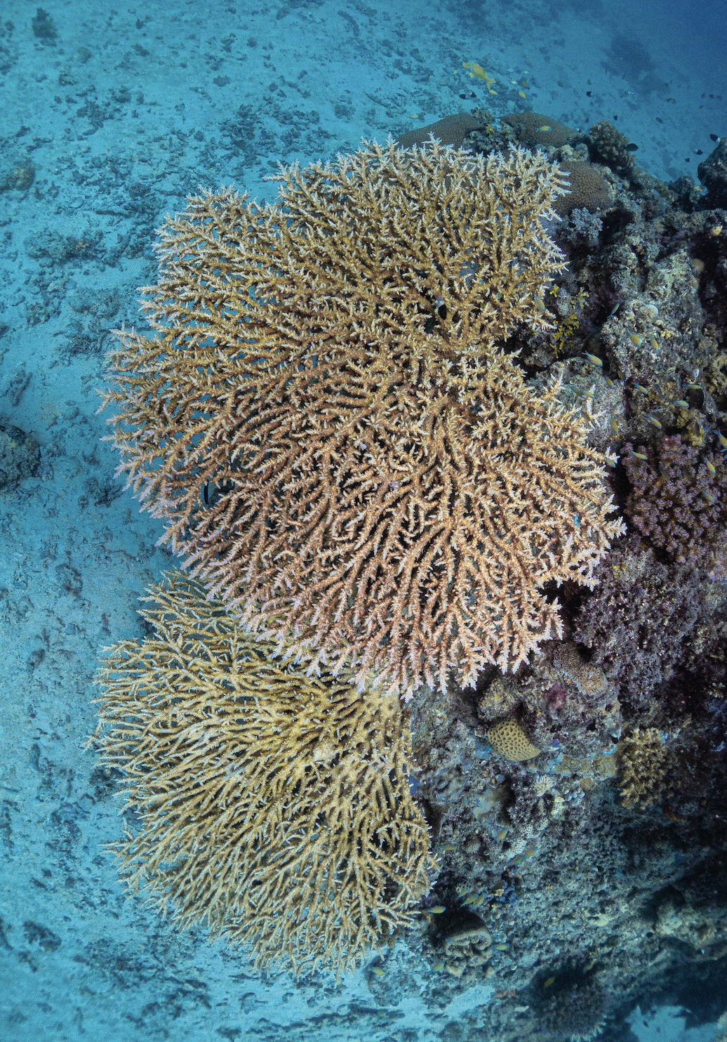 The Microbial Signals Shaping Coral Responses to Extreme Heat