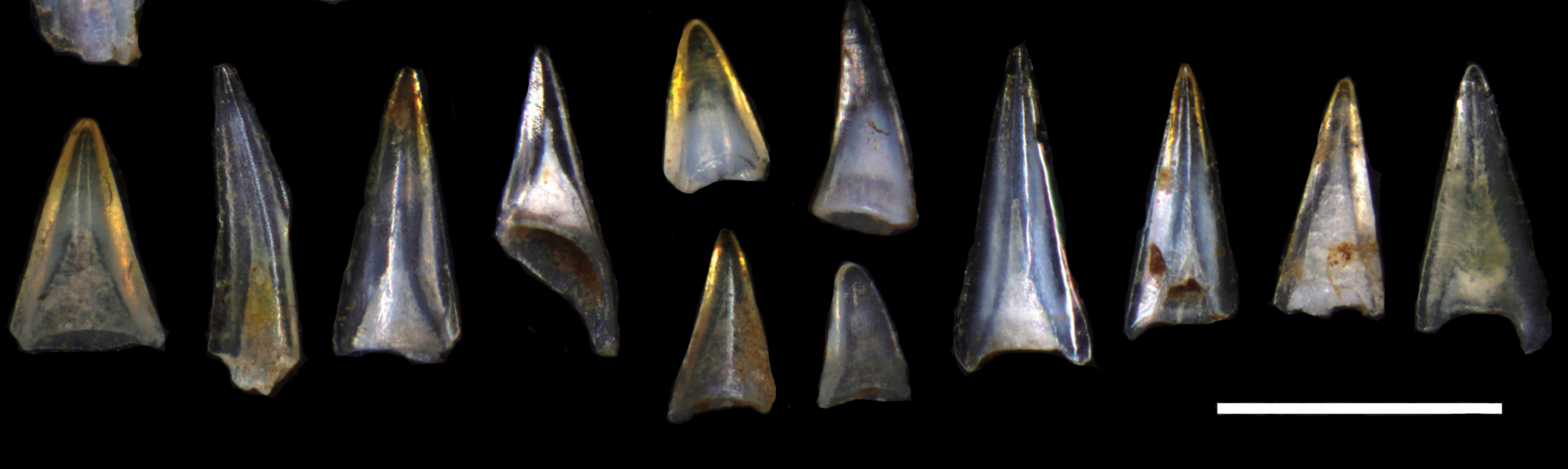 Ancient Fish and a Global Freeze