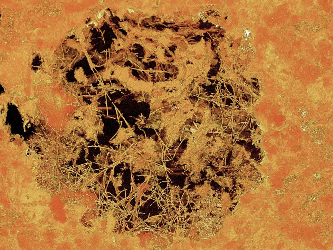 Fungus-like organisms in deep time and deep rock