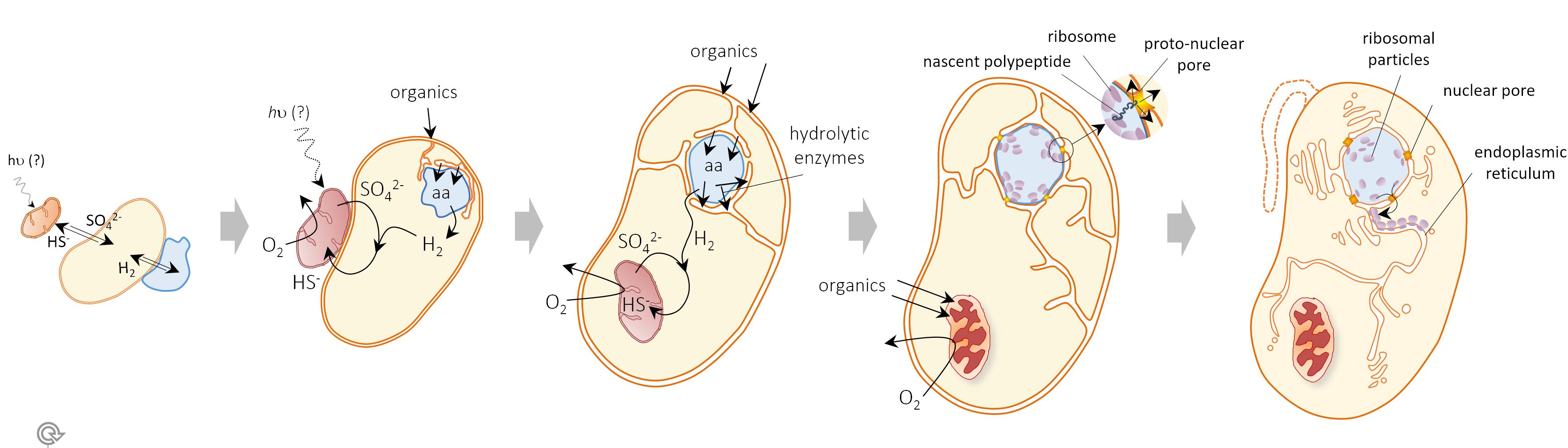 Digging into the syntrophic origin of eukaryotes