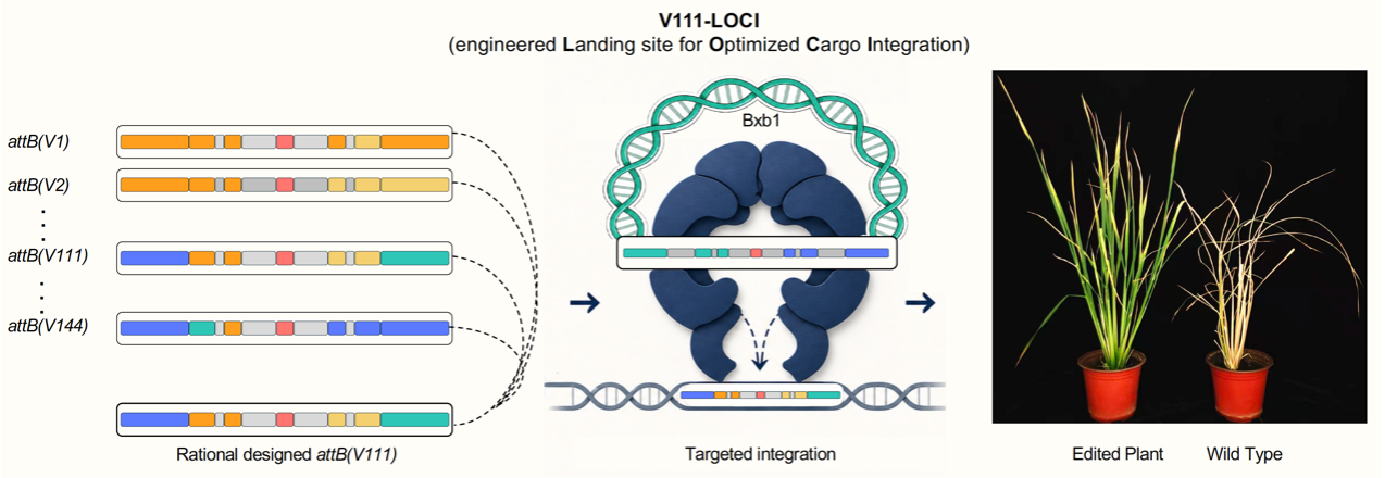 The armhole, not the sleeve: redesigning DNA landing sites for large gene integration