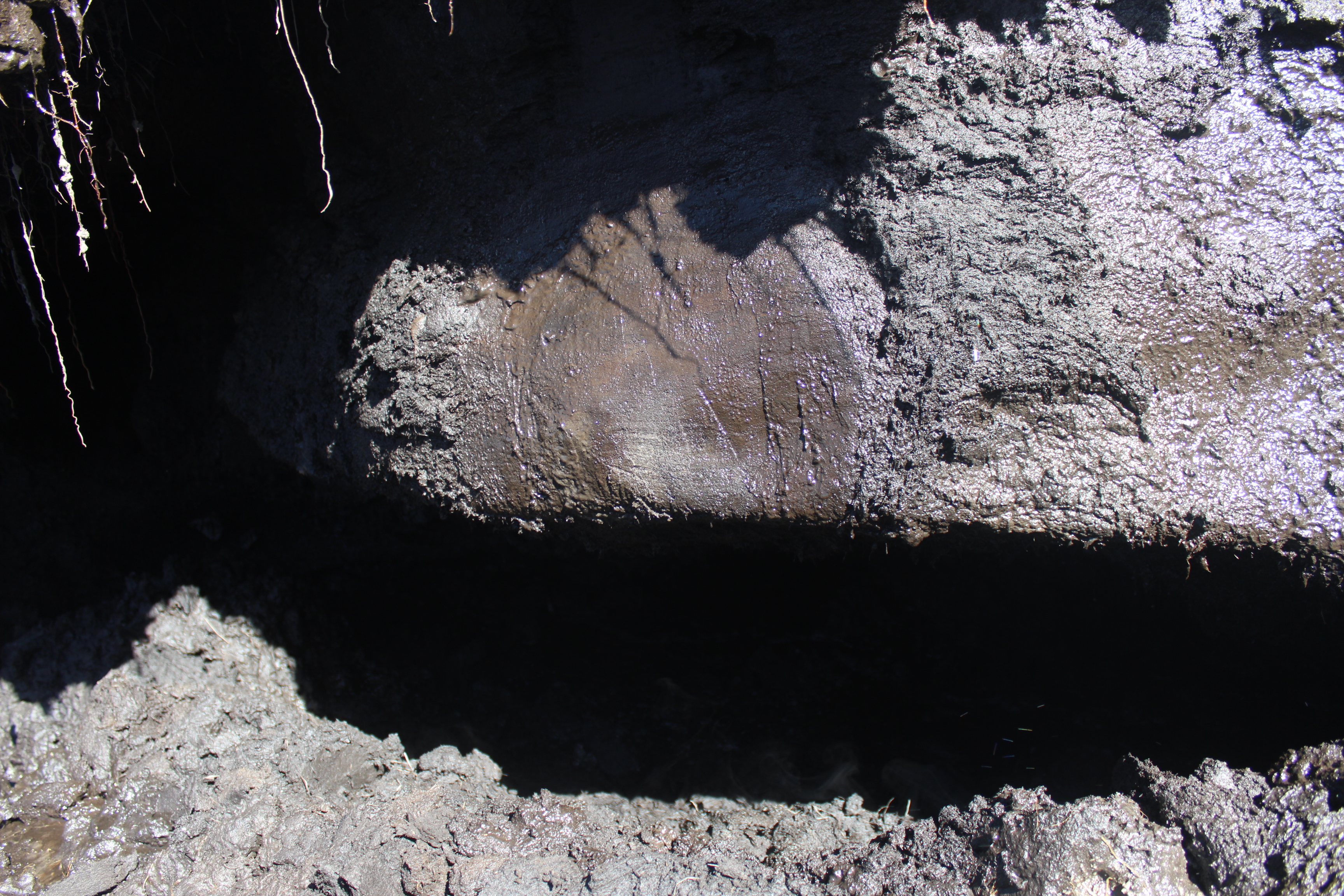 Metagenomic insights into microbial community structure and metabolism in alpine permafrost on the Tibetan Plateau