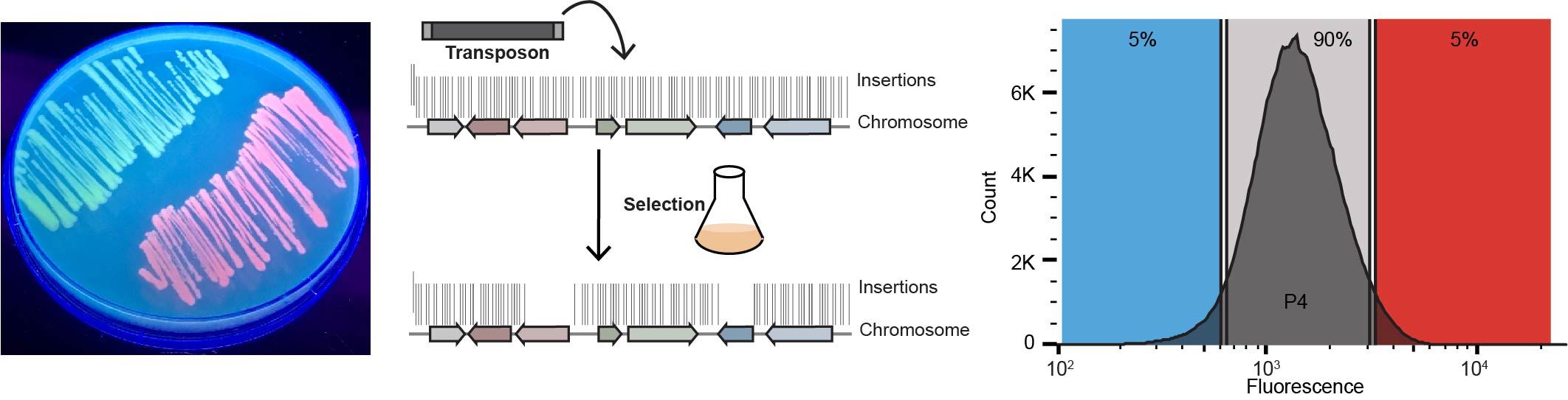 SorTn-seq: Getting Gene Regulation Sorted!