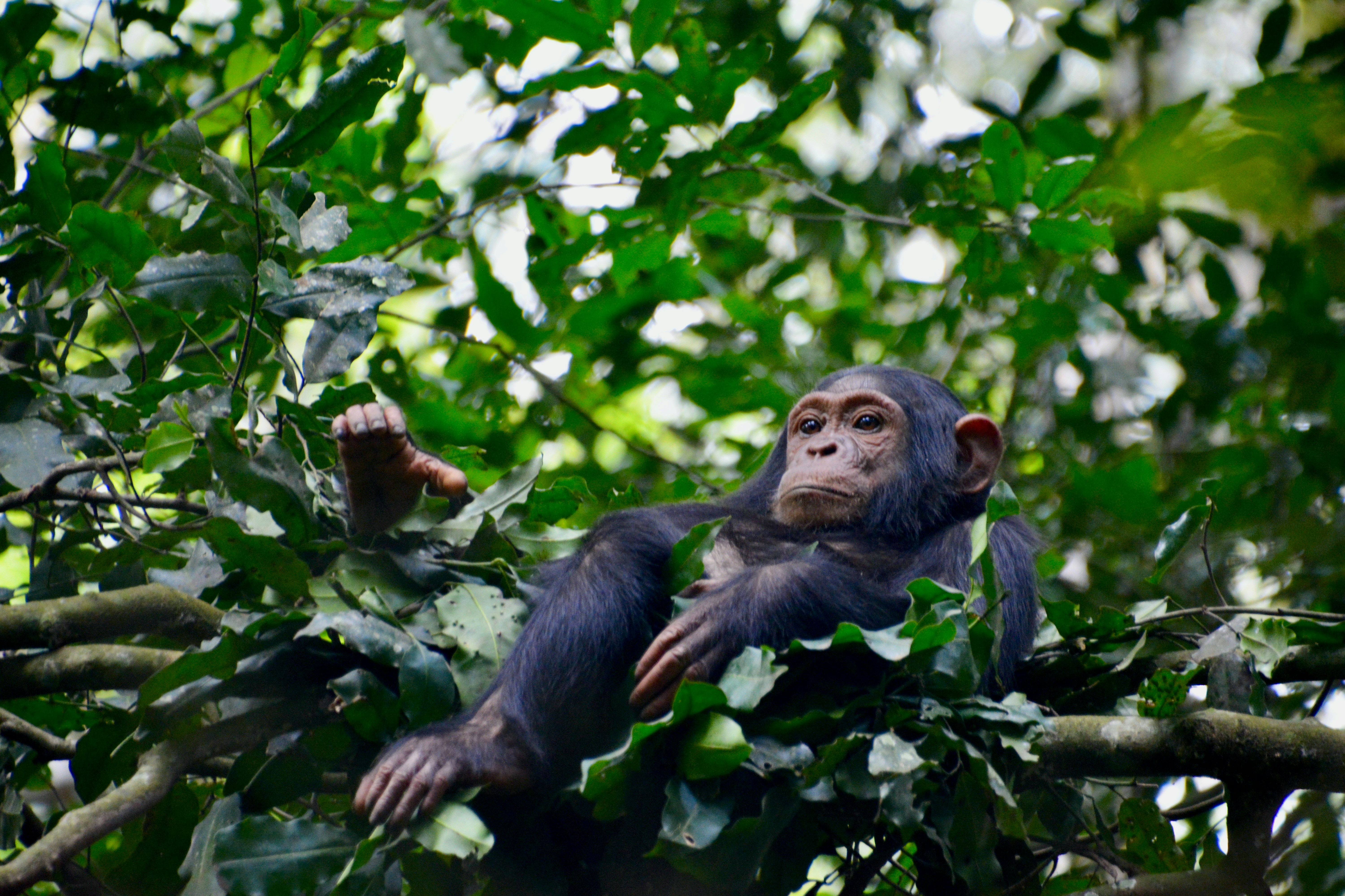 JOB OPPORTUNITY: Volunteer Coordinator at Jane Goodall Institute's Chimp Eden, South Africa