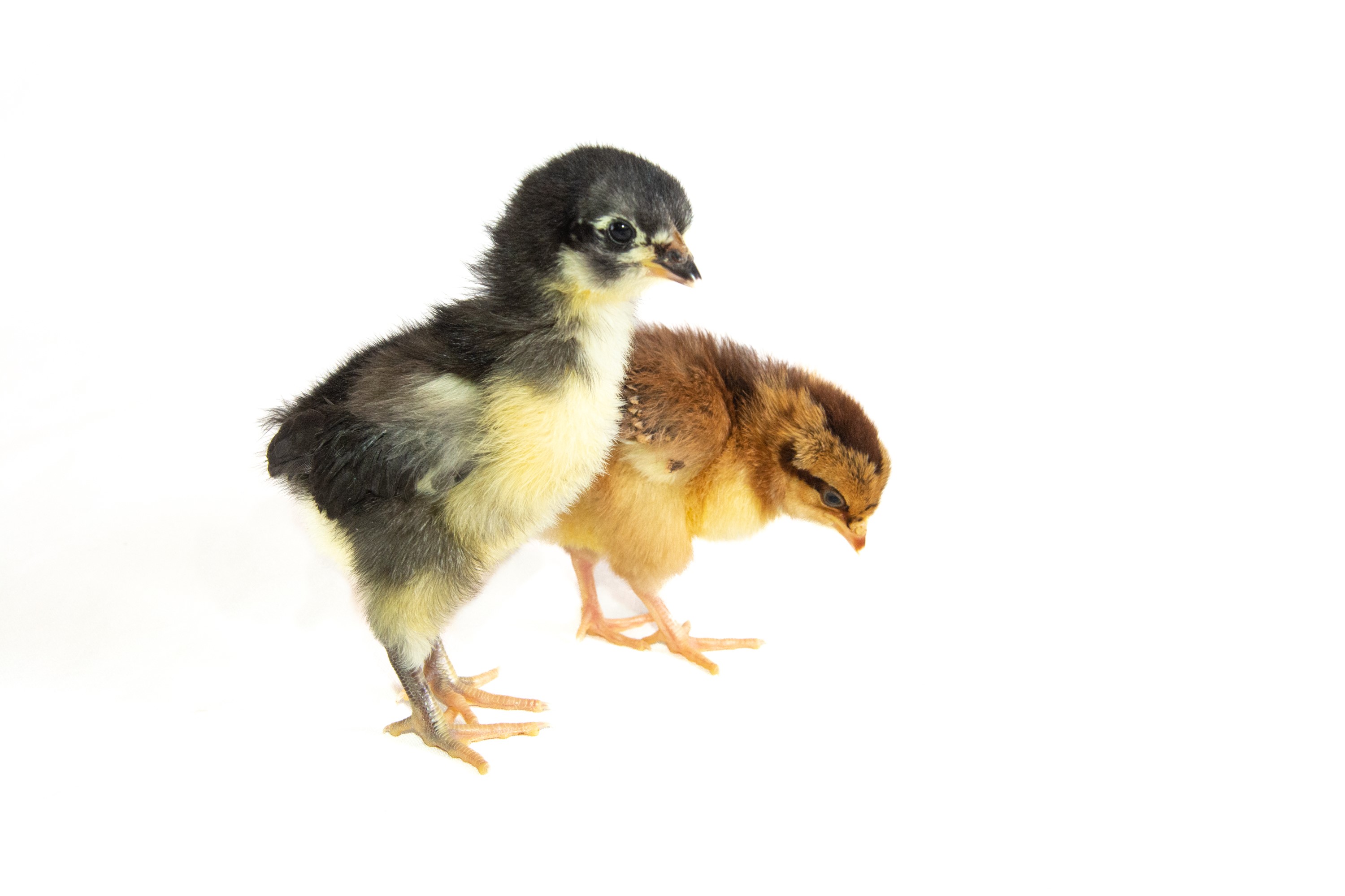 Gut microbes and big chickens: paths towards antimicrobial replacement in animal agriculture.