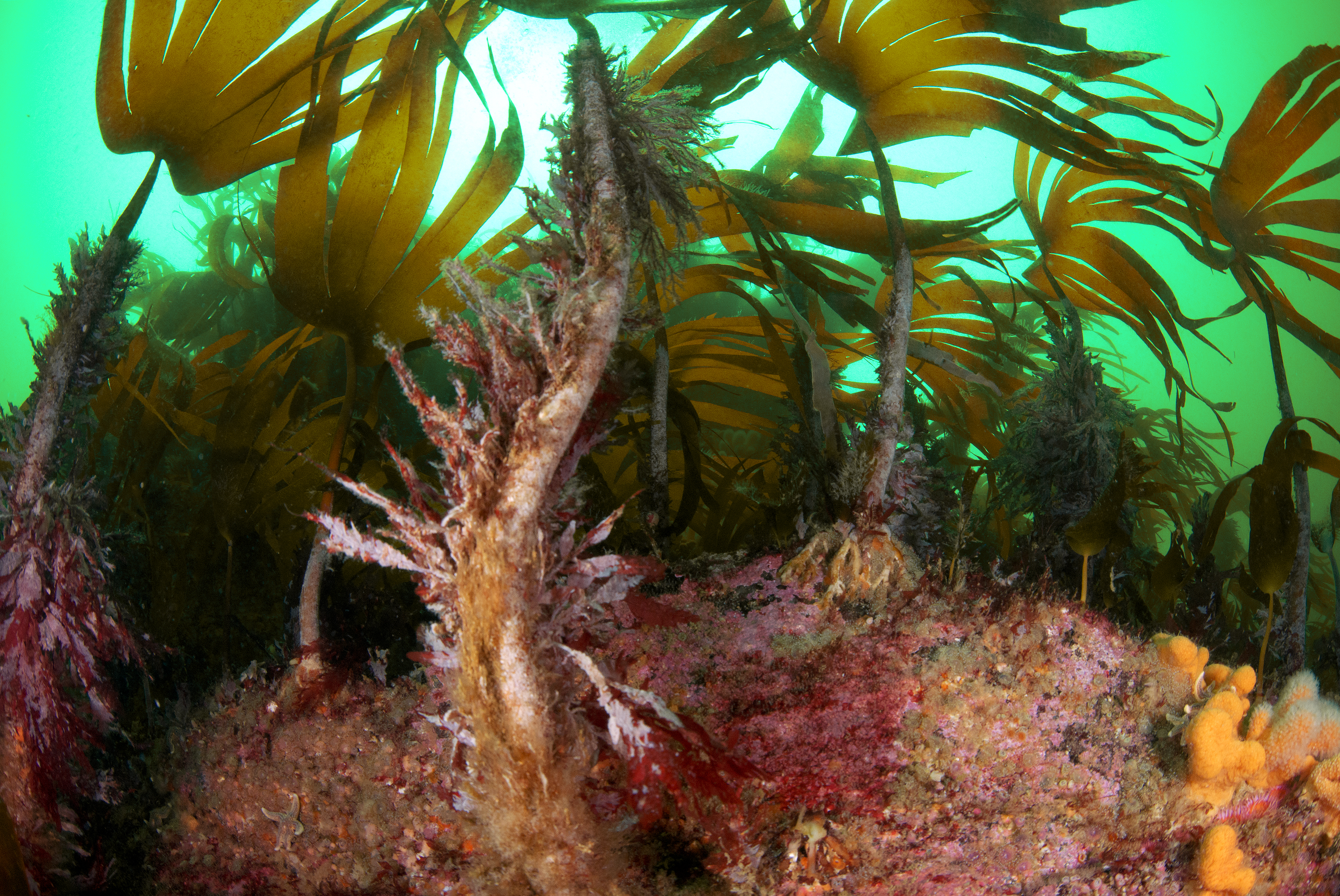A cry for kelp: quantifying primary productivity in cold water marine forests