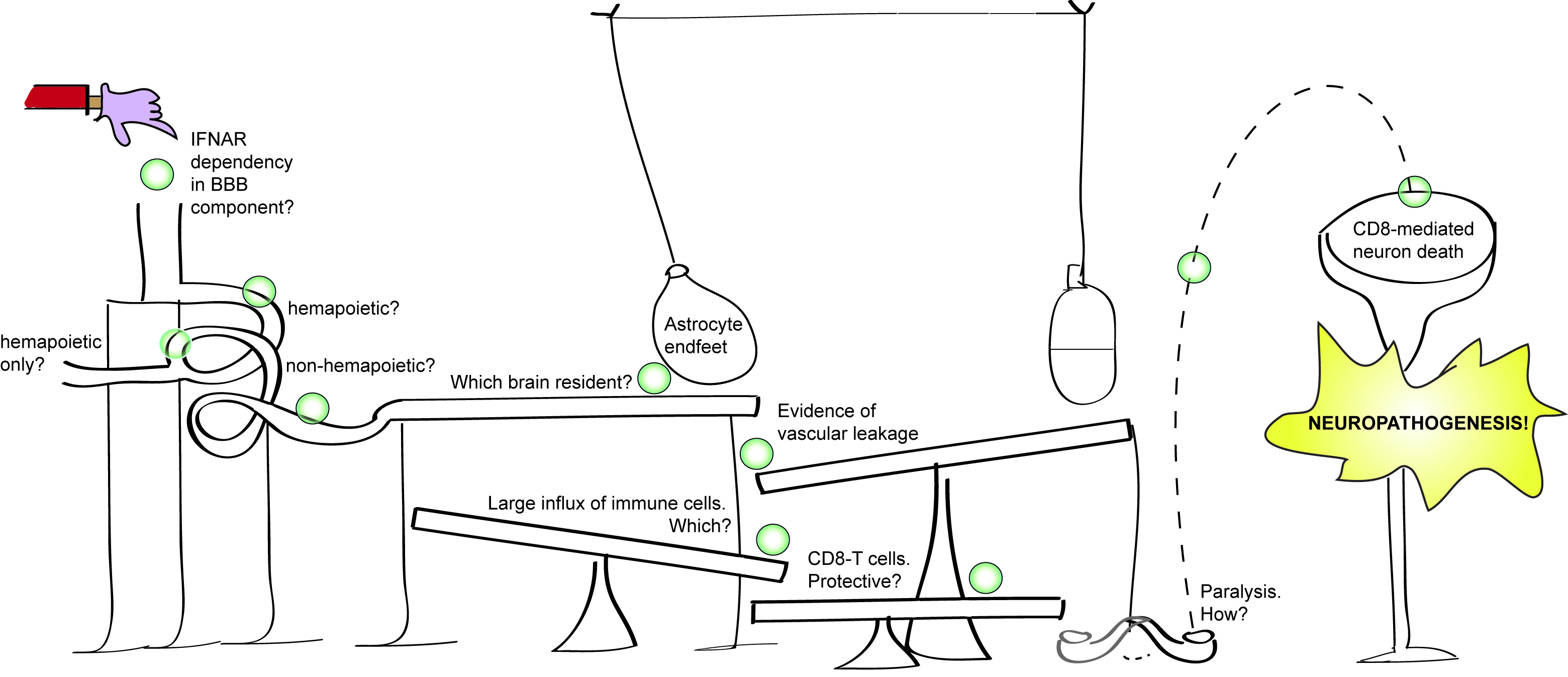 Scientific practice and the Rube Goldberg machine: Zika virus neuropathogenesis