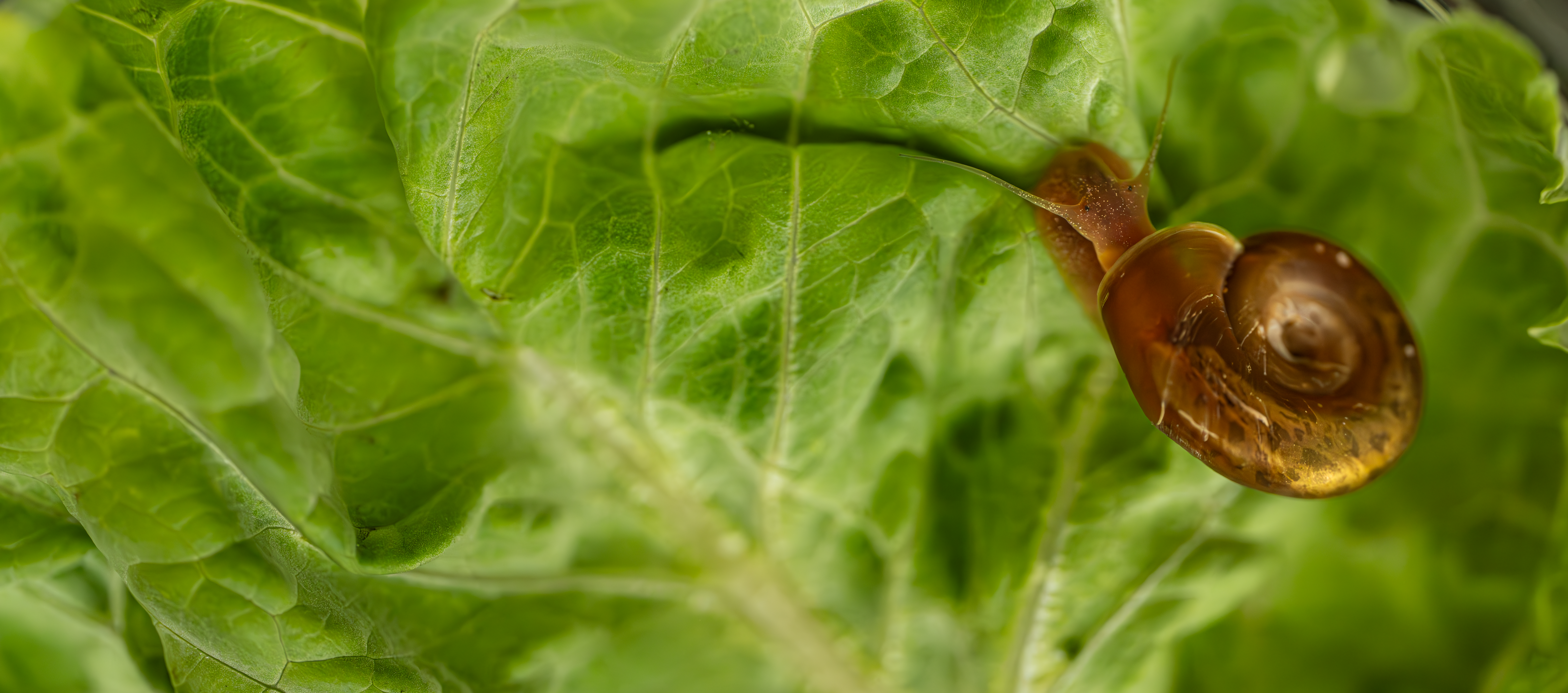 Solutions at a Snail’s Pace
