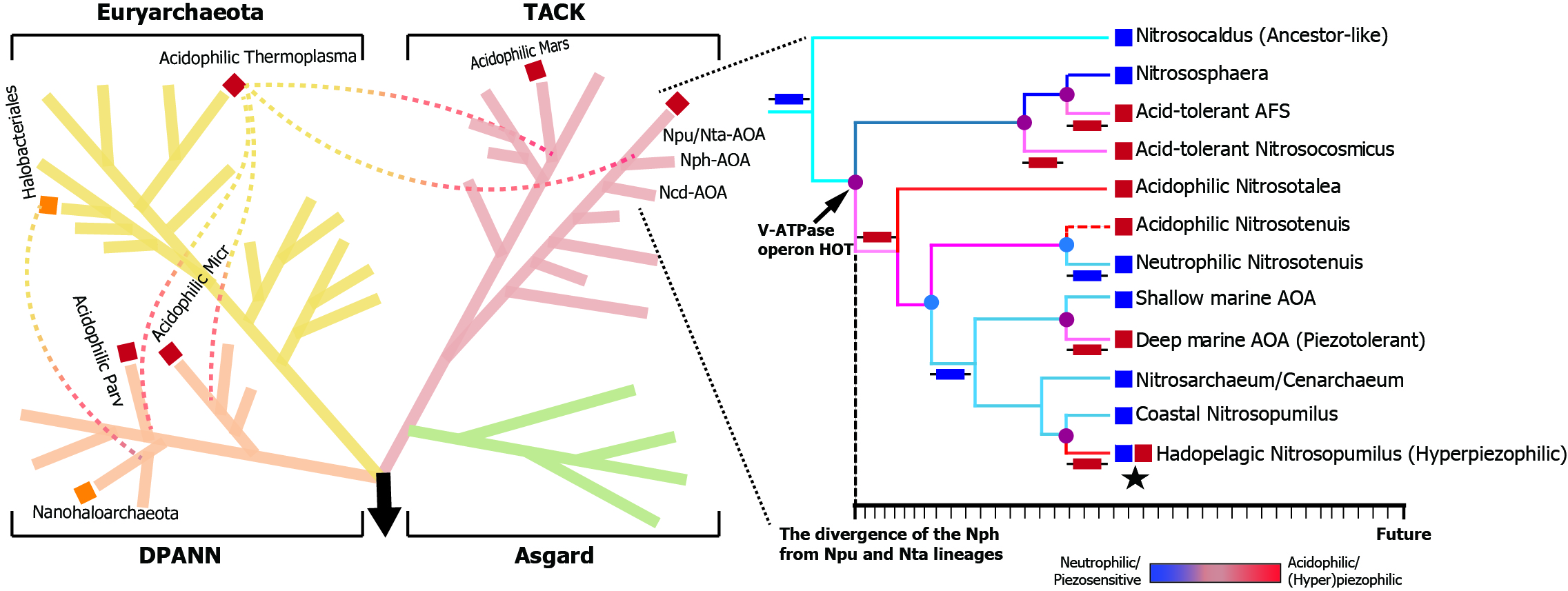 Happy in extremes: horizontal transfer of ATPase genes supports the rate-limiting step of the global N cycle under acid and high-pressure stresses