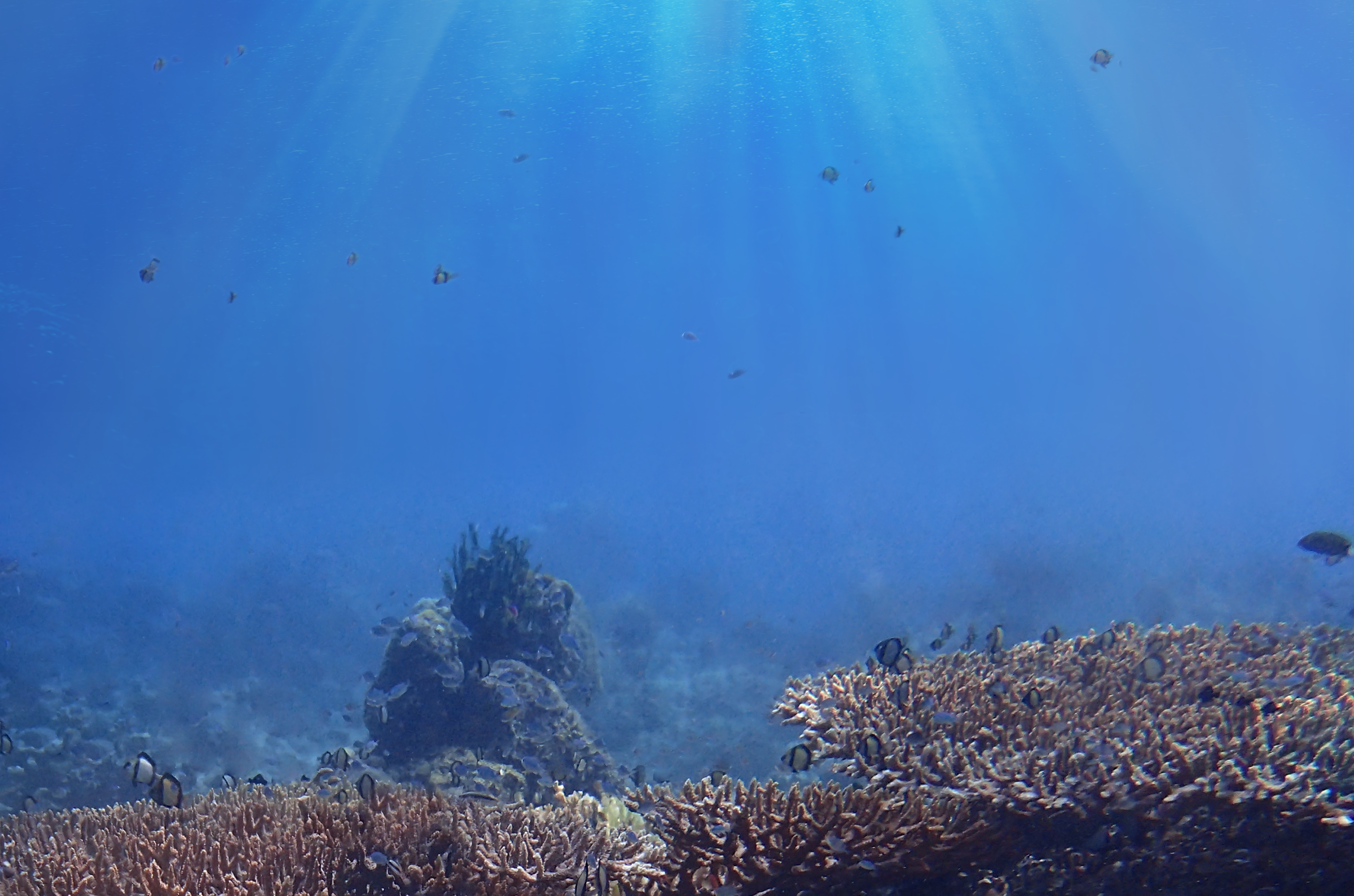 Marine heatwaves threaten coastal ecosystems
