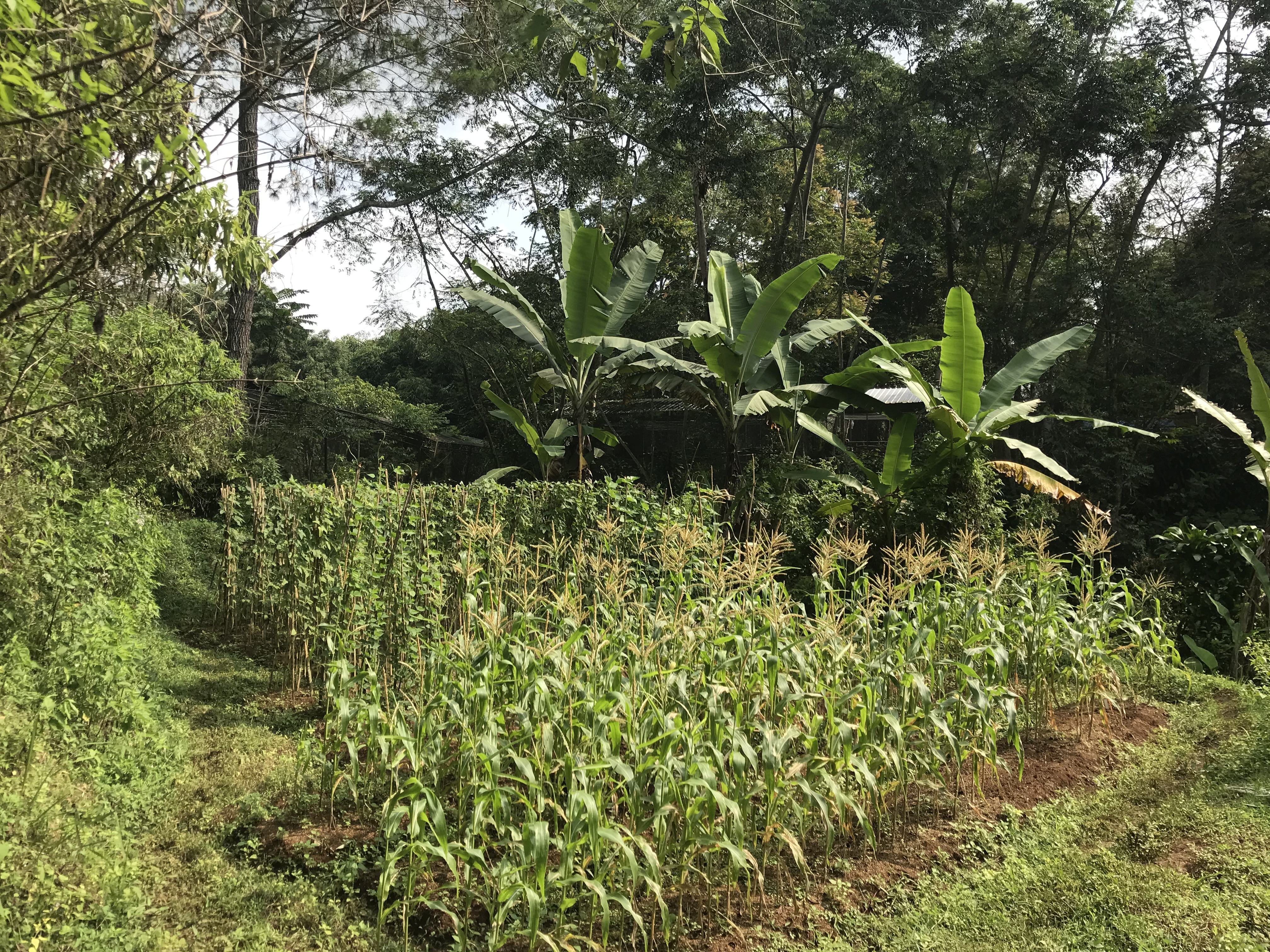 Cikananga Wildlife Centre Funding Campaign