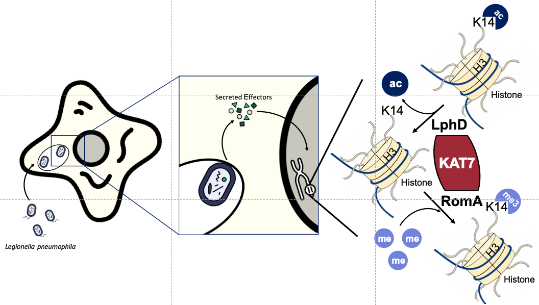 Double trouble: two Legionella pneumophila effectors modify the same histone residue