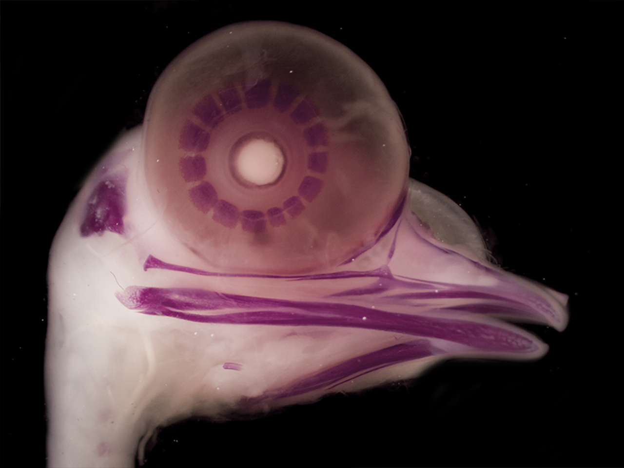                                                            Finding lost bones in bird embryos and dinosaur fossils