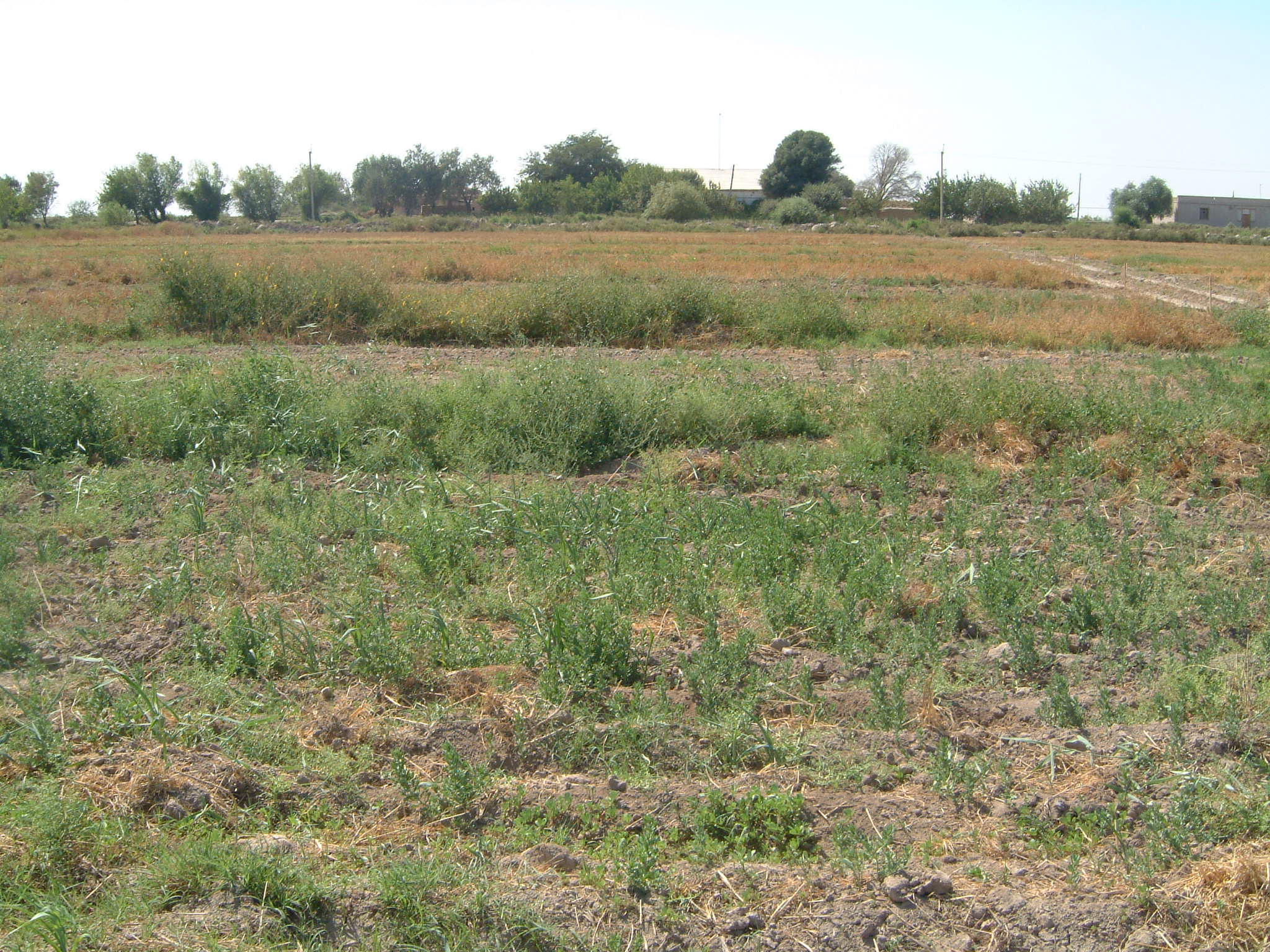 China: protect home-grown solutions to food security
