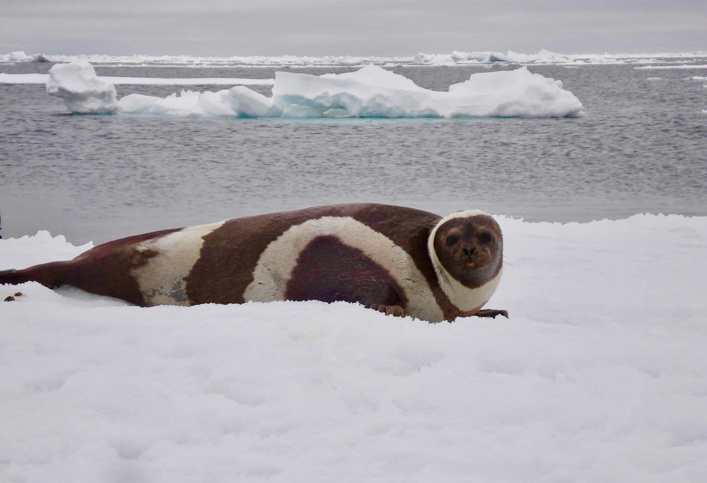 Reductions in Arctic sea ice may have allowed a virus to cross from Atlantic to Pacific marine mammals