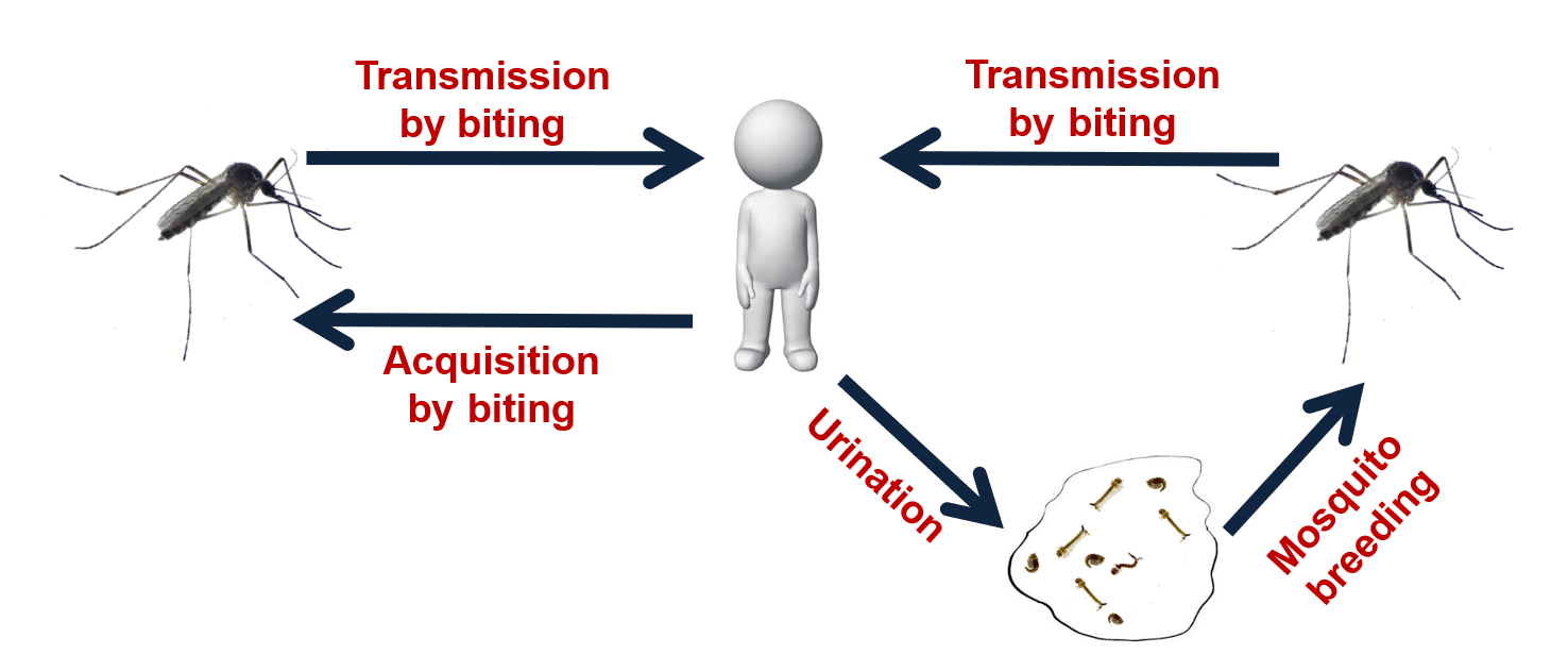A new potential route of ZIKV transmission in nature